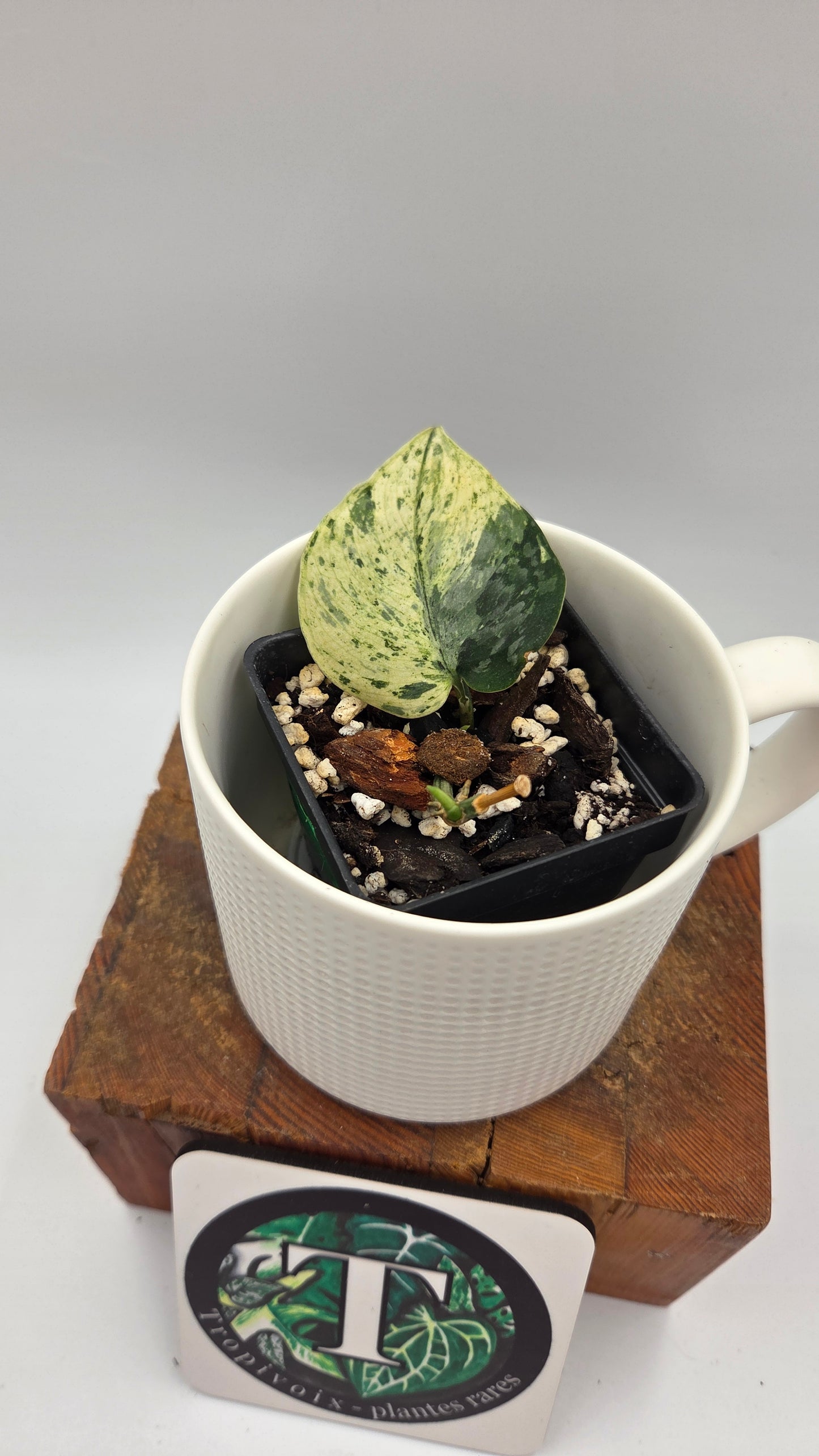 Scindapsus Silver Cloud mutation (SCI-1088)