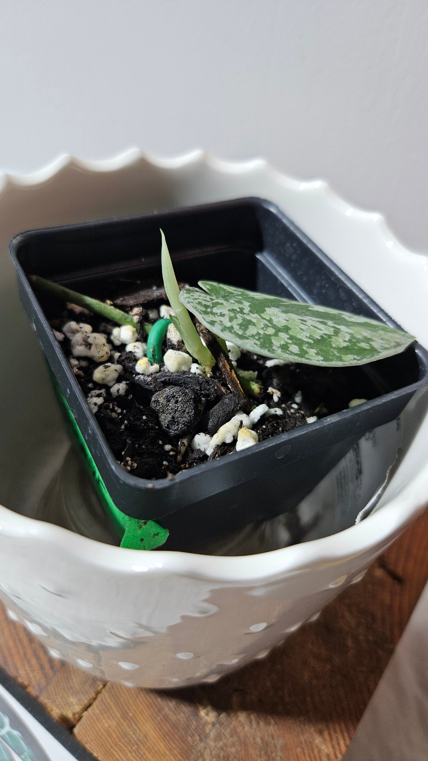 Scindapsus Tricolore silver Platinum (SCI-1319)
