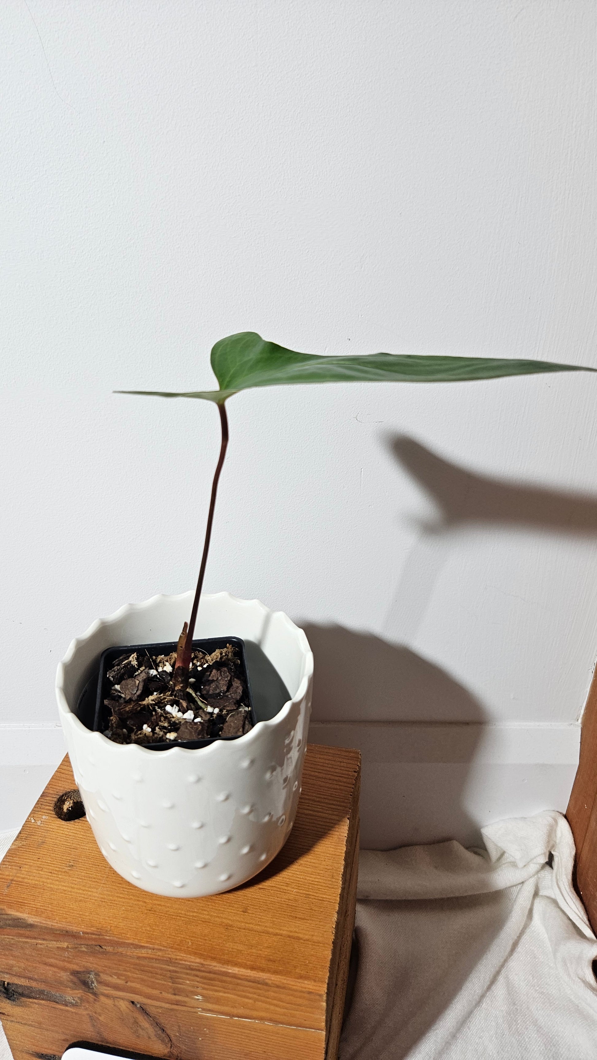 anthurium pinkleyi Anthurium Pinkleyi "SMALL format" (ANT-160) – Tropivoix