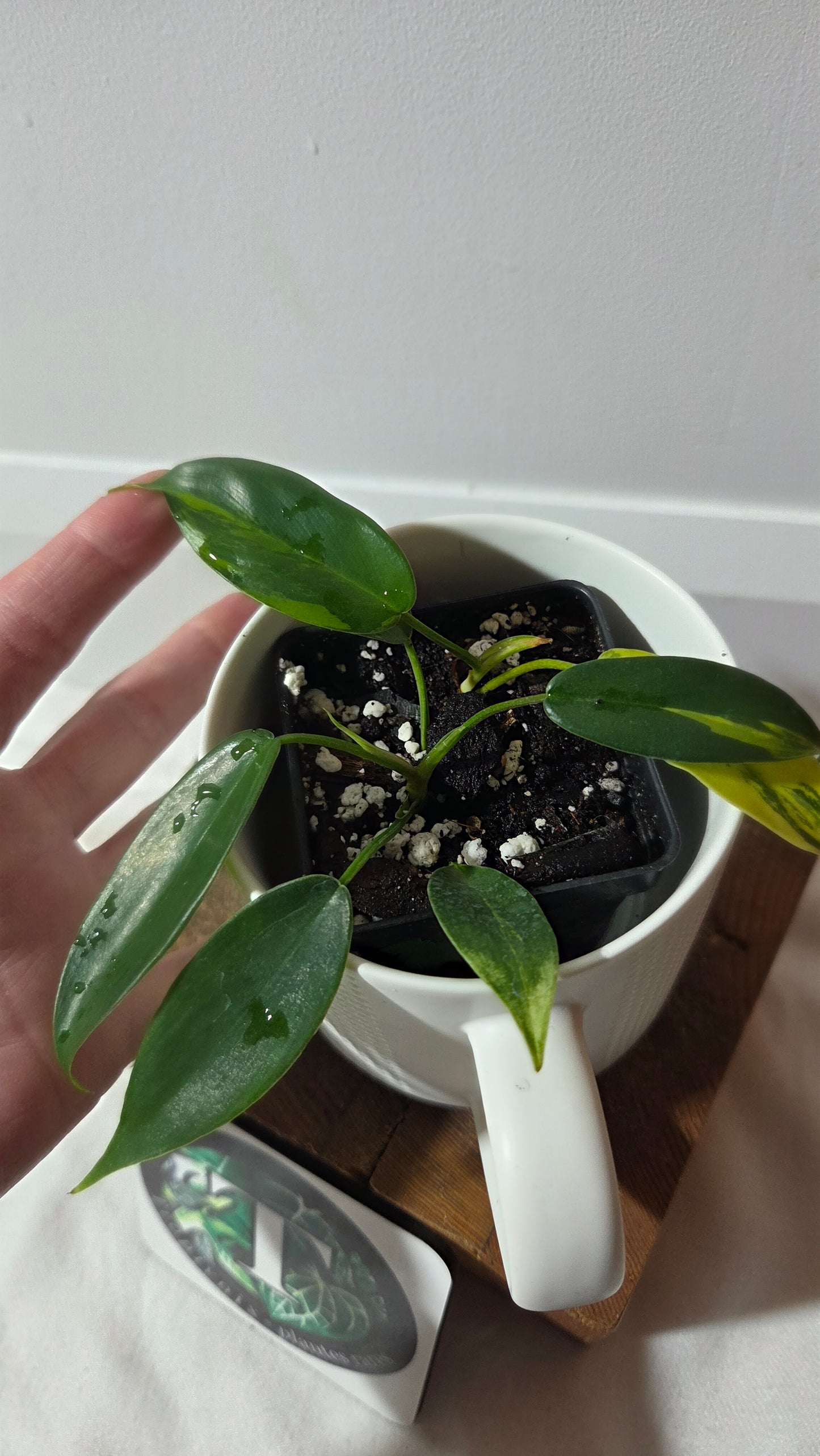Philodendron Florida Beauty (PHI-1015)
