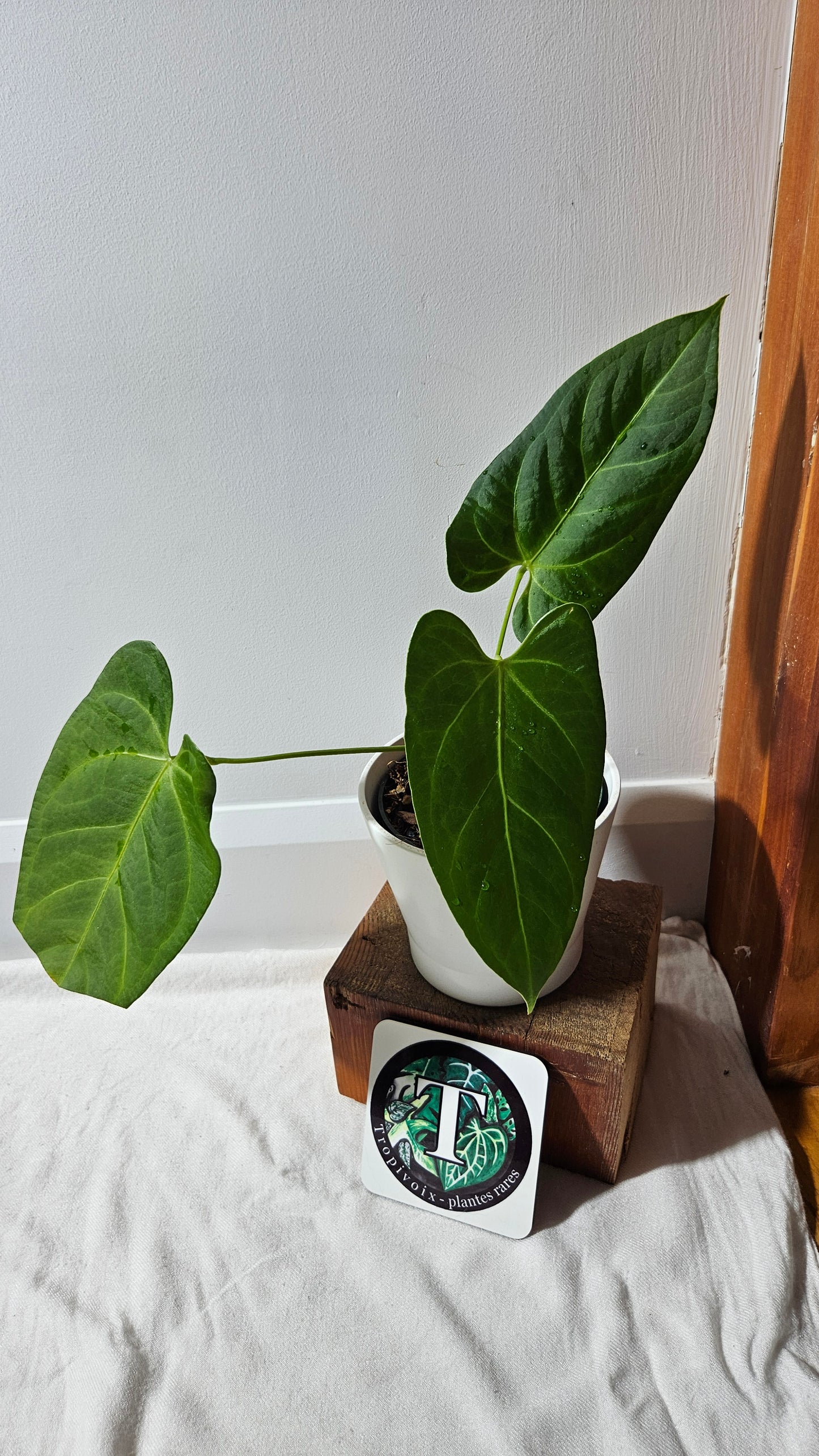 Anthurium Silver Blush X Subsignatum "format MOYEN/LARGE" (ANT-080)