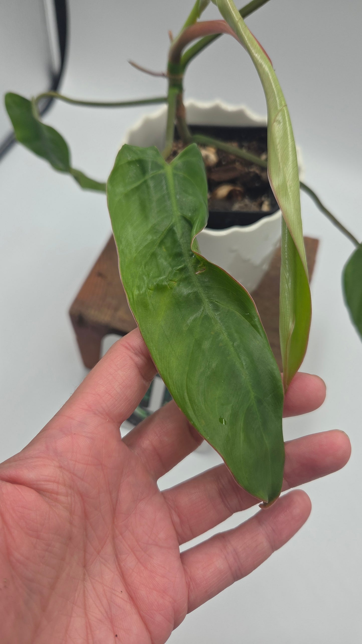 Philodendron Billietiae Aff (PHI-463)