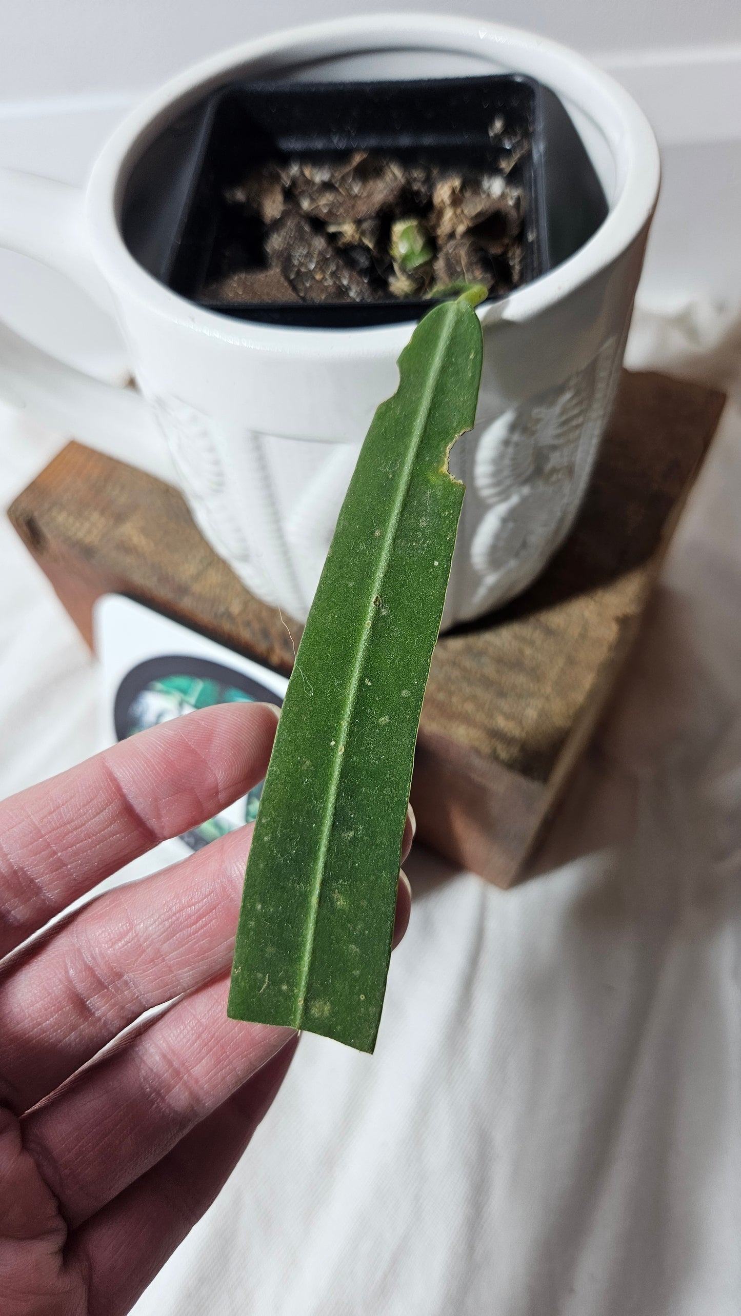 Anthurium Pallidiflorum Curly Narrow "format PETIT"(ANT-200)