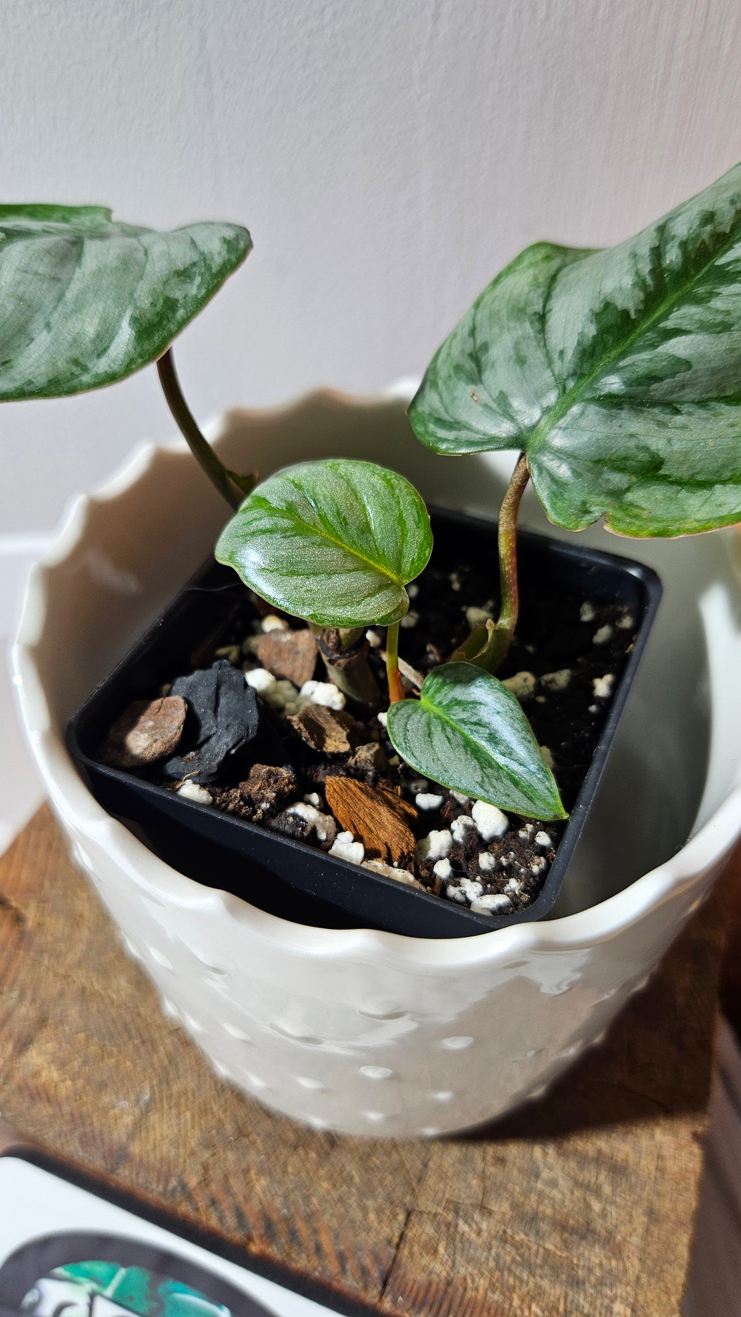 Philodendron Sodiroi (PHI-871)