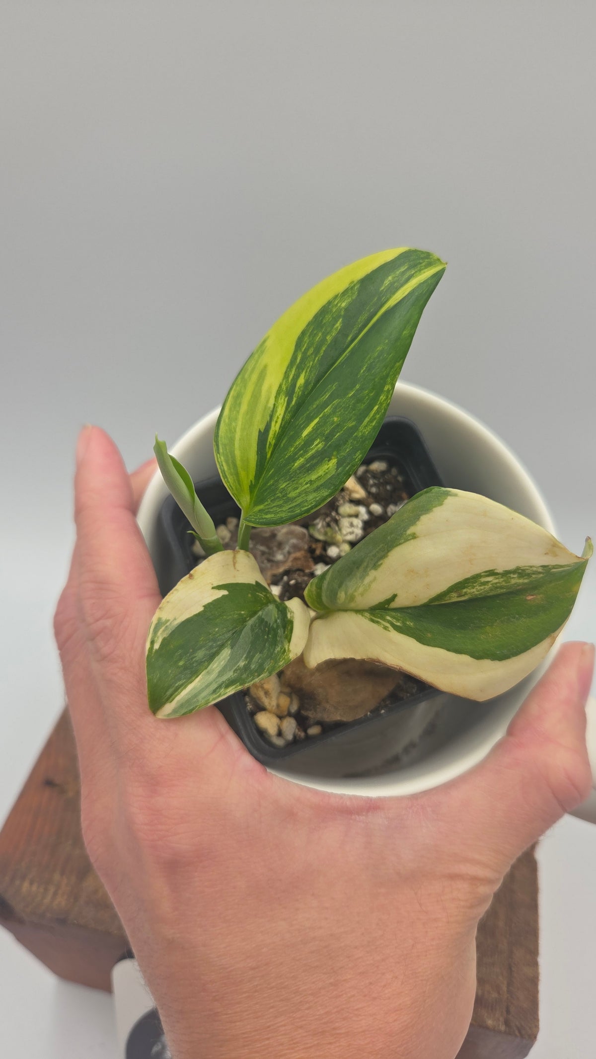 Scindapsus Rubicon (SCI-1528)