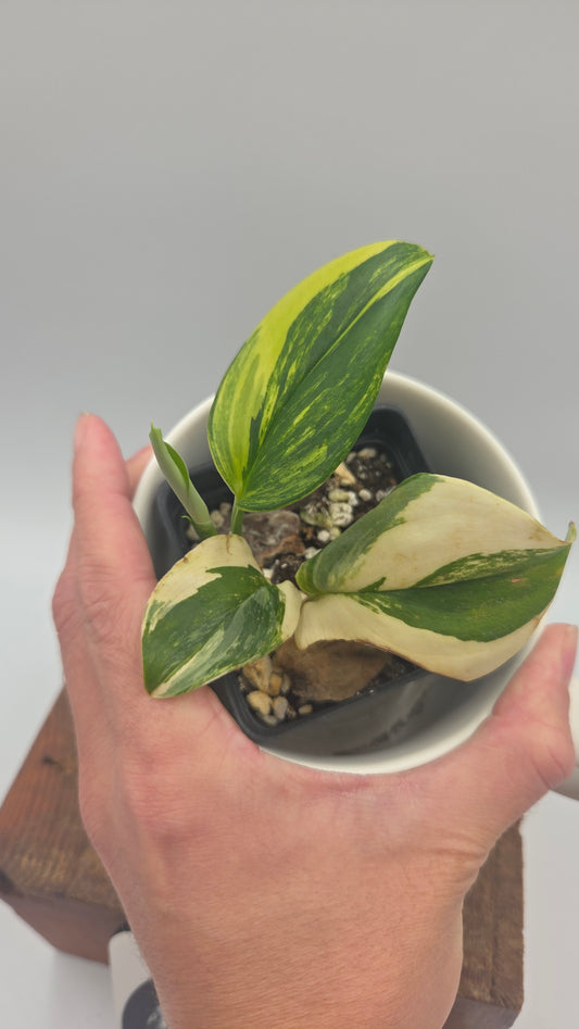 Scindapsus Rubicon (SCI-1528)