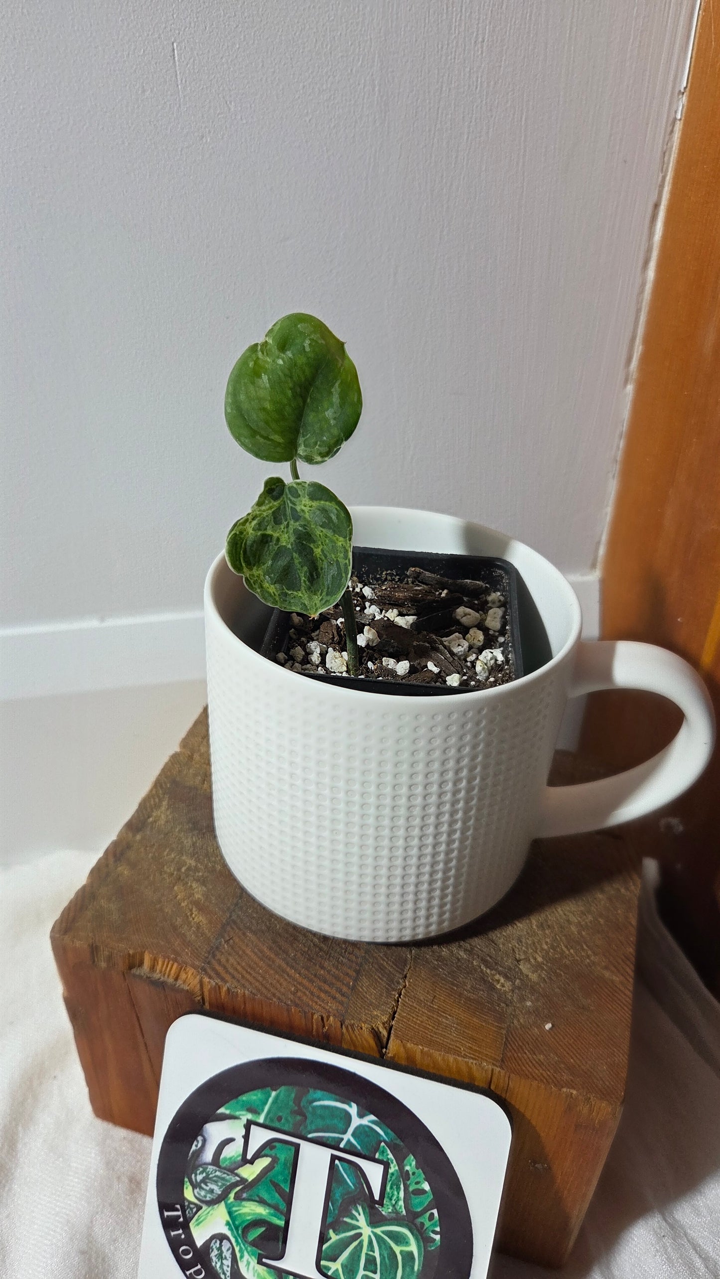 Scindapsus Argyraeus Mejile  (SCI-1381)