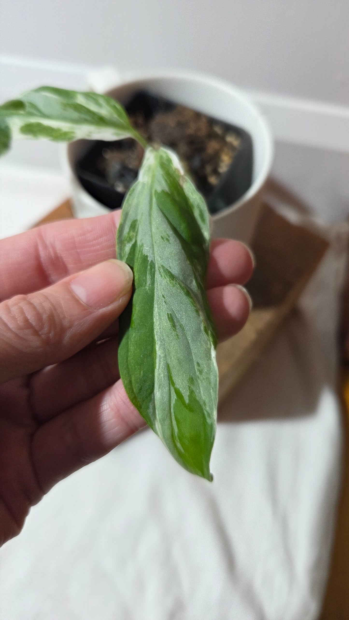 Monstera Andasonii Mint/Indo (MON-498)