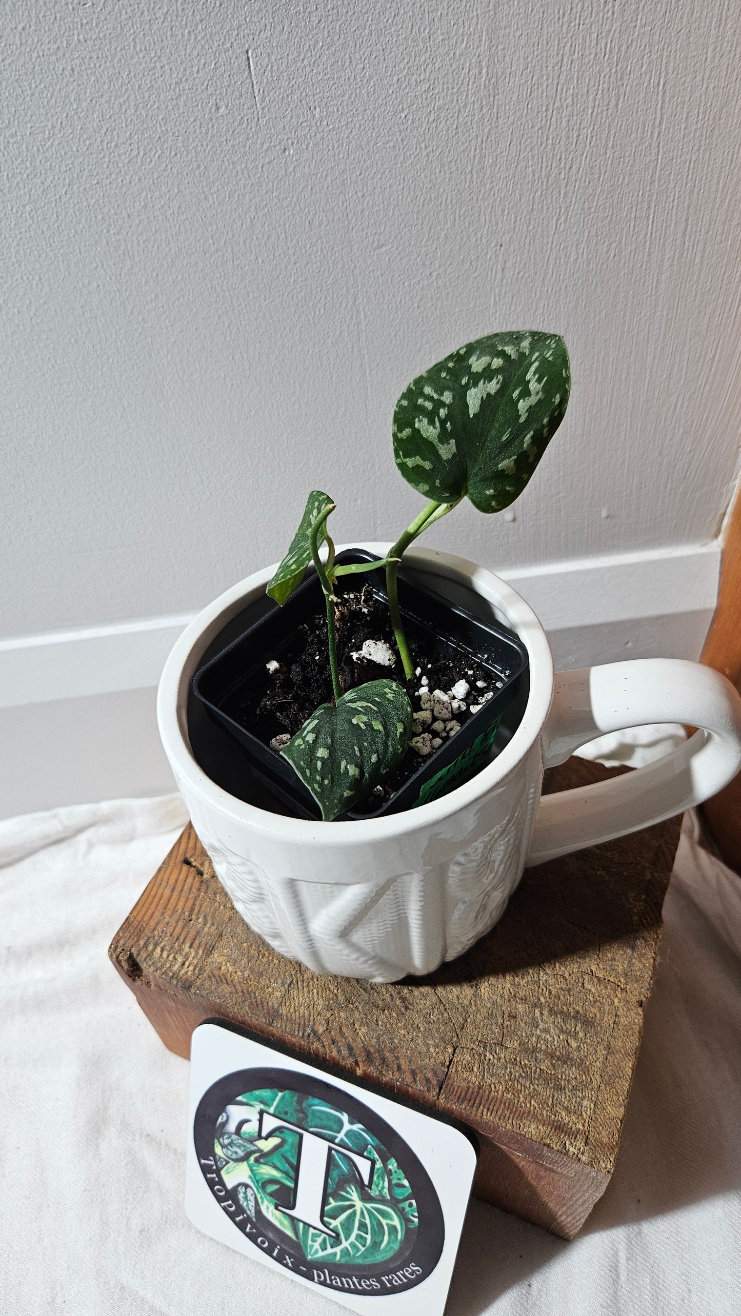 Scindapsus Tricolor Dark Form (SCI-1134)