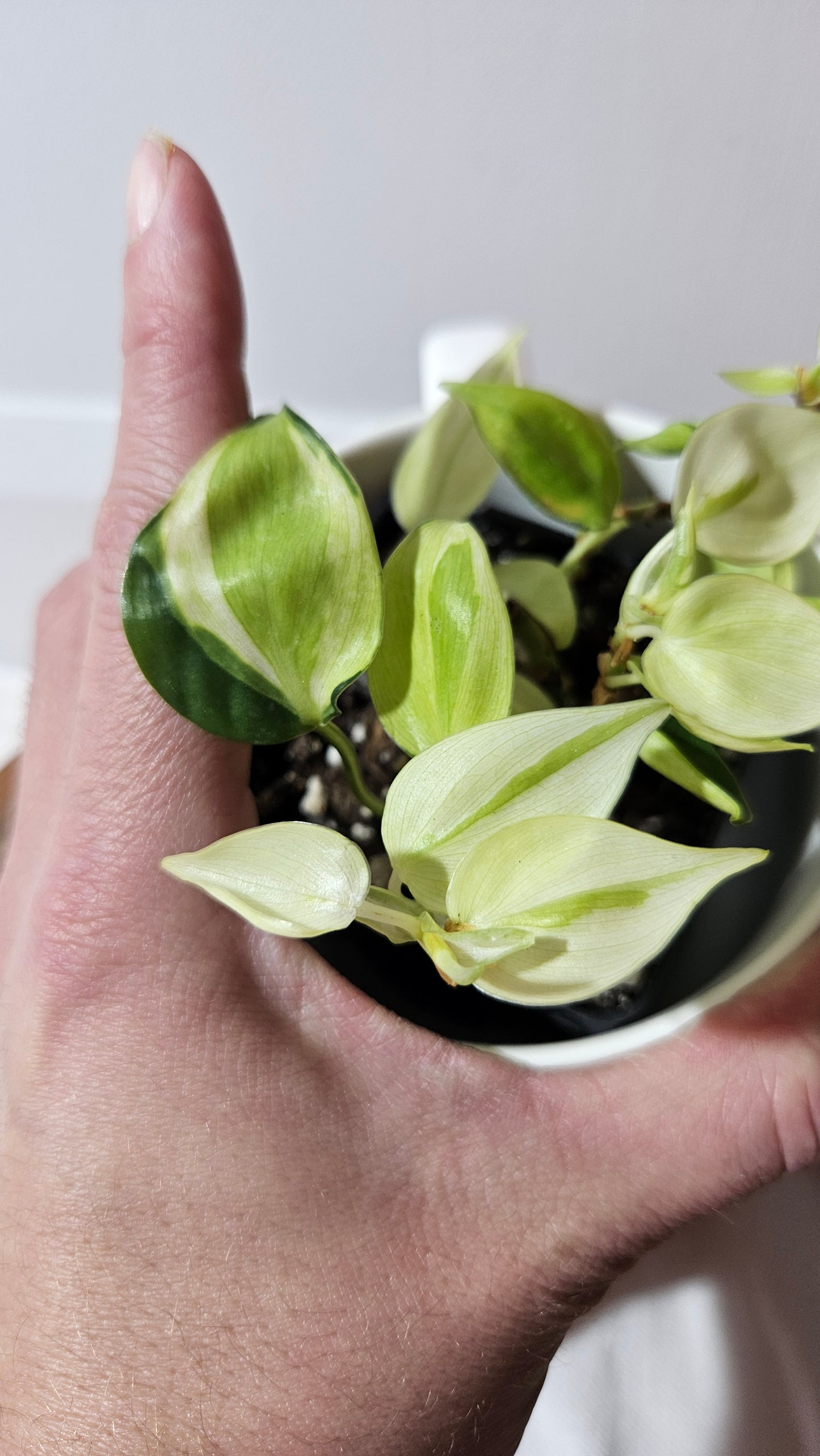 Philodendron Hederaceum Cream Splash (PHI-850)