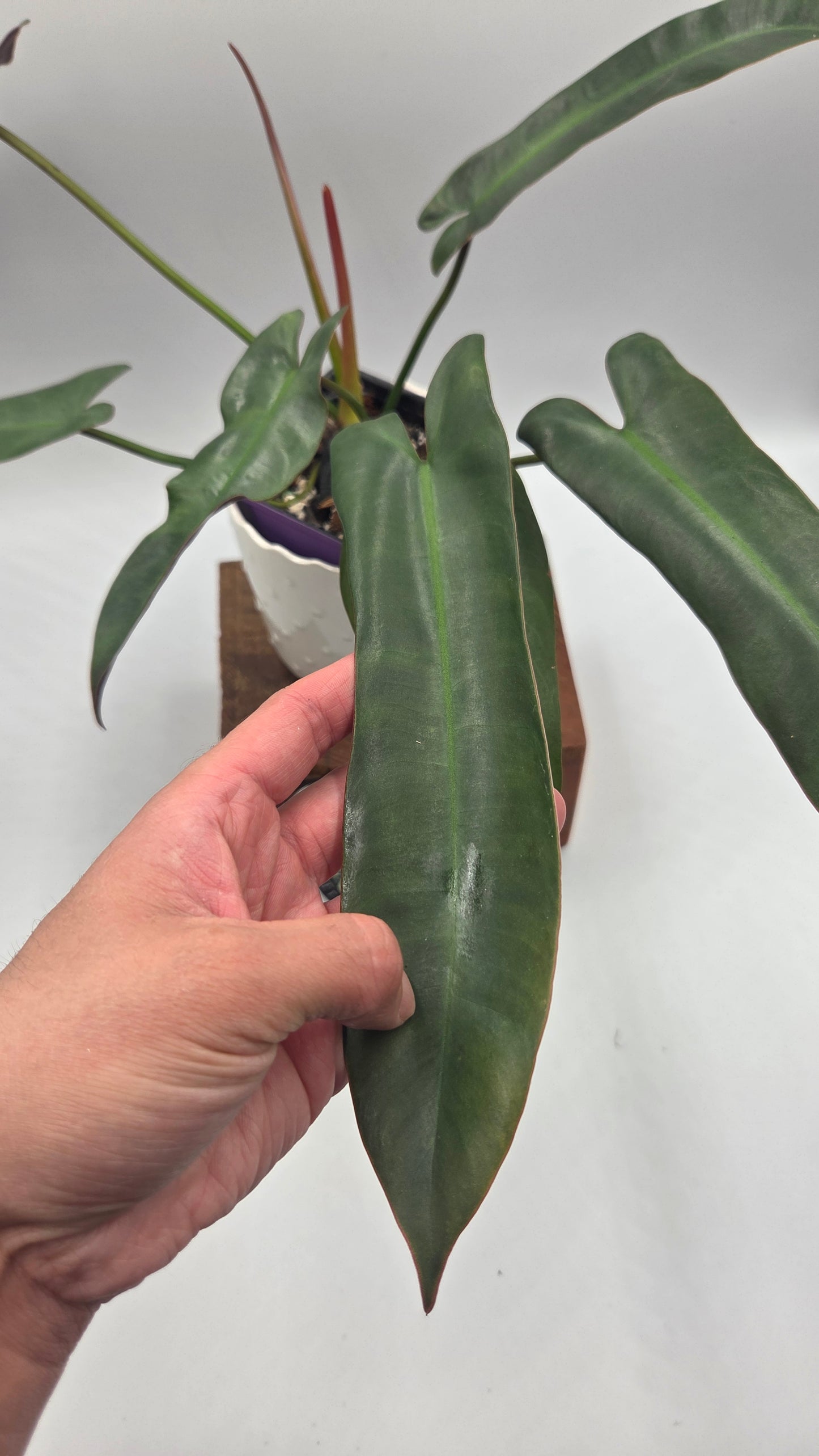 Philodendron Atabenpoense (PHI-1036)