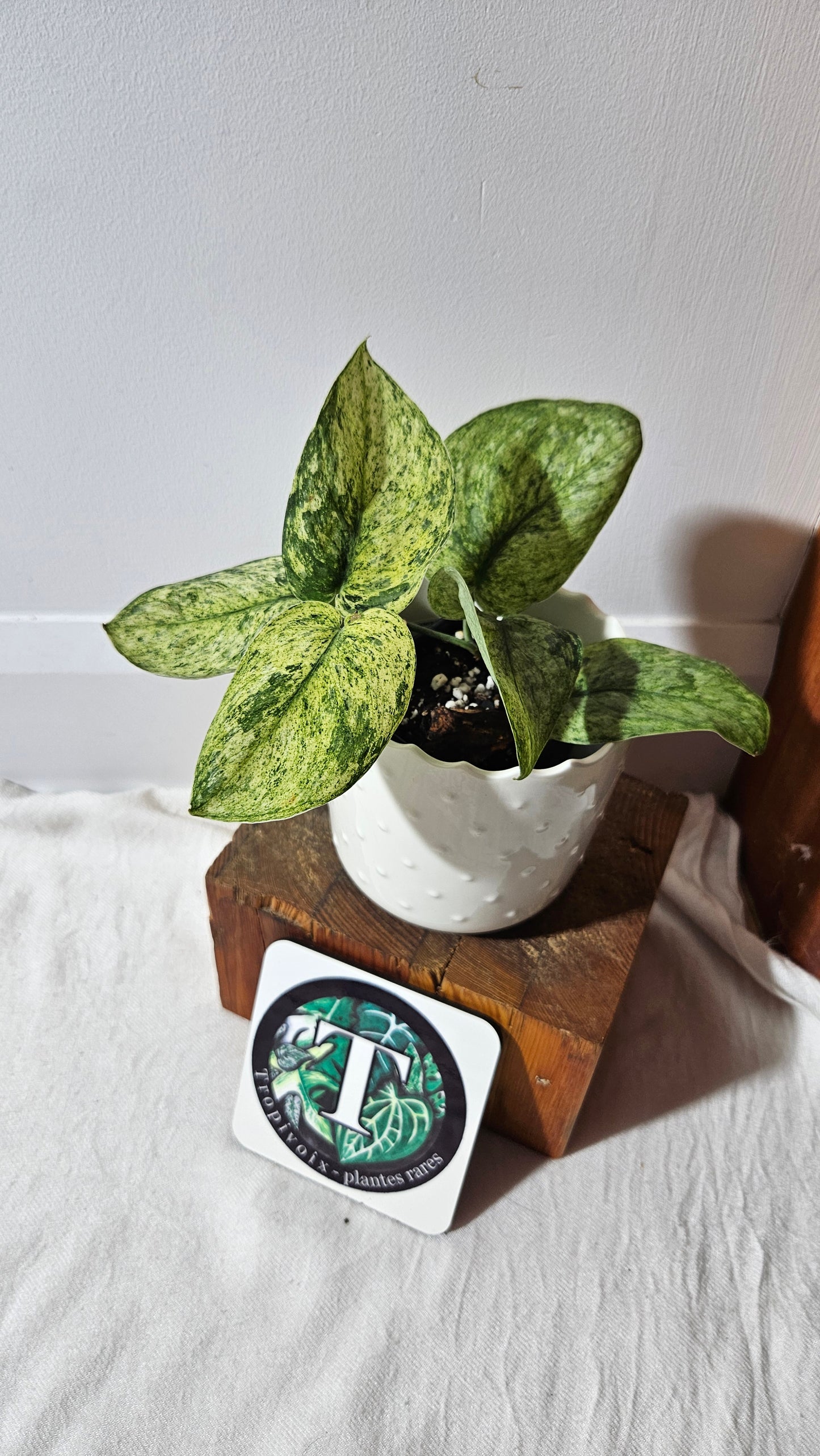 Scindapsus Silver Splash Variegata (SCI-996)