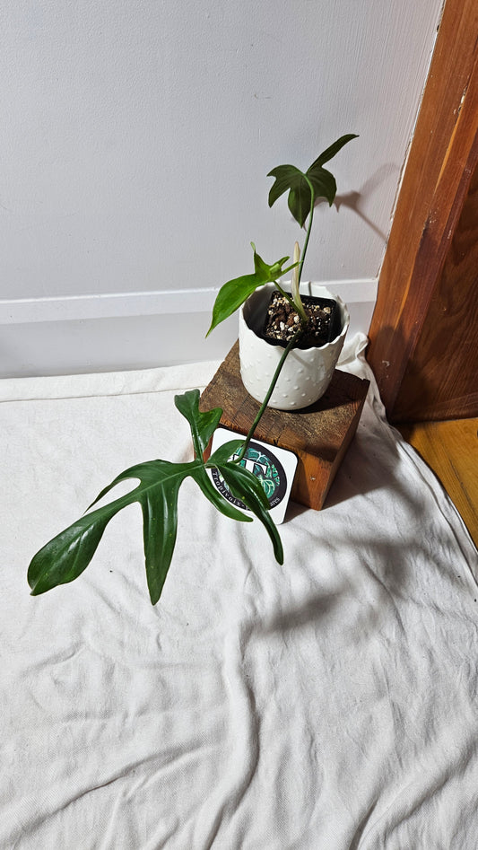 Philodendron Gladhands (PHI-545)
