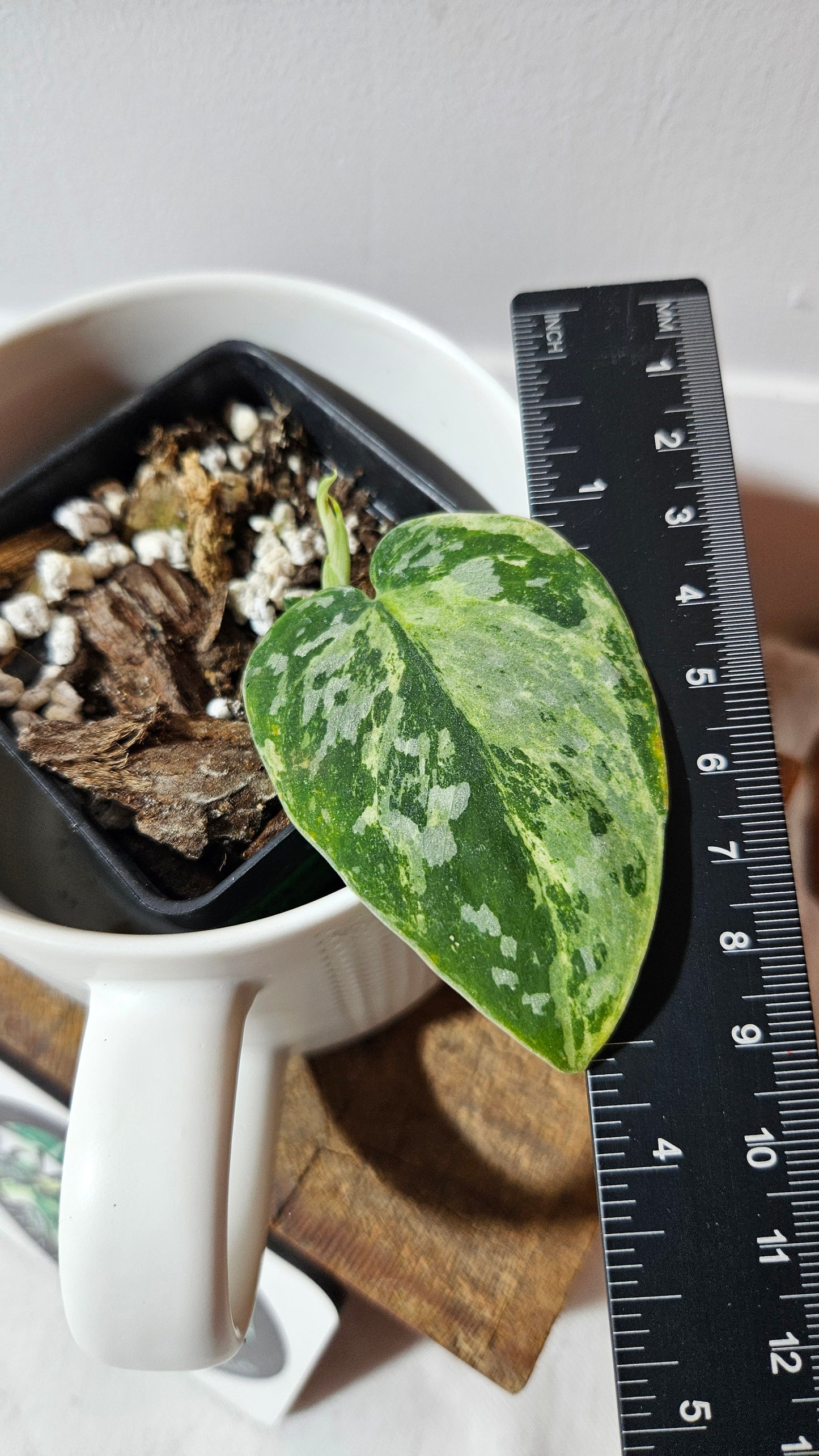 Scindapsus White Crocodile (SCI-1343)