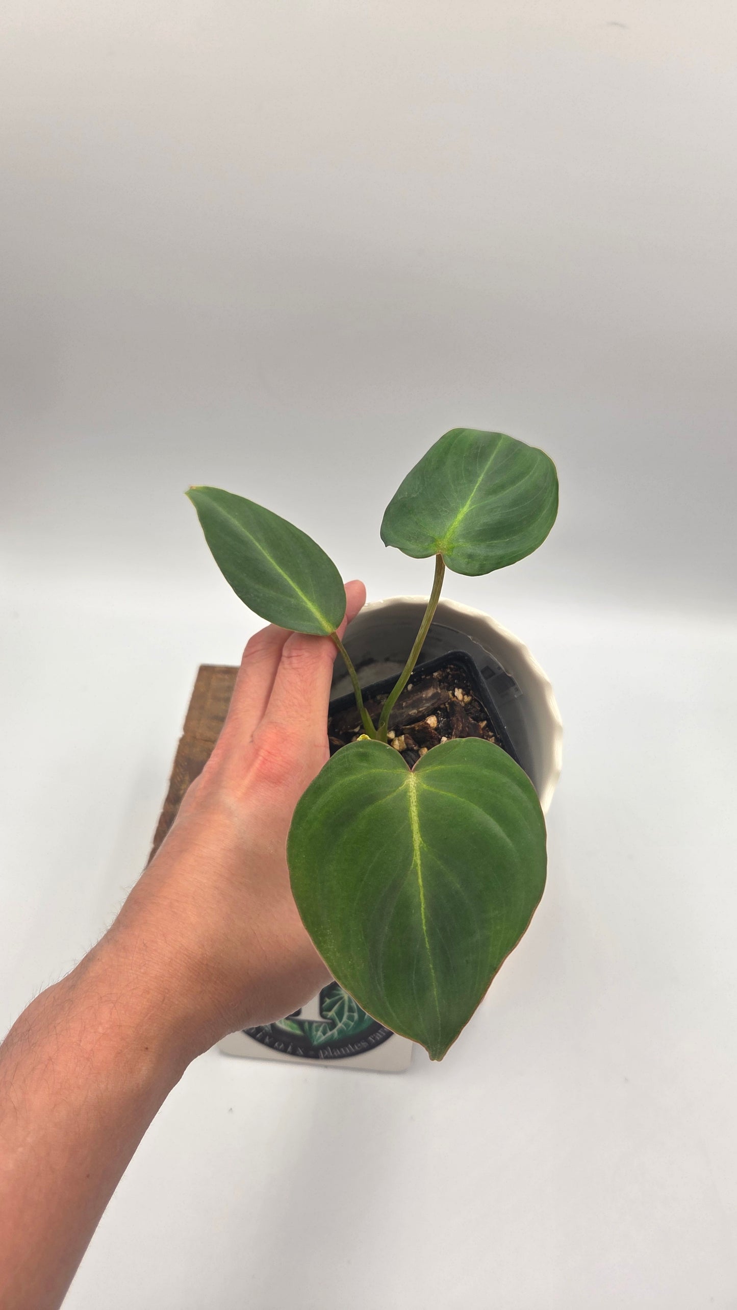 Philodendron Gloriosum (PHI-1037)