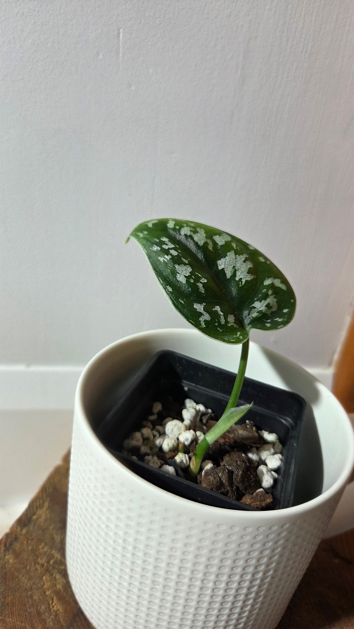 Scindapsus Exotica Batik (SCI-1359)