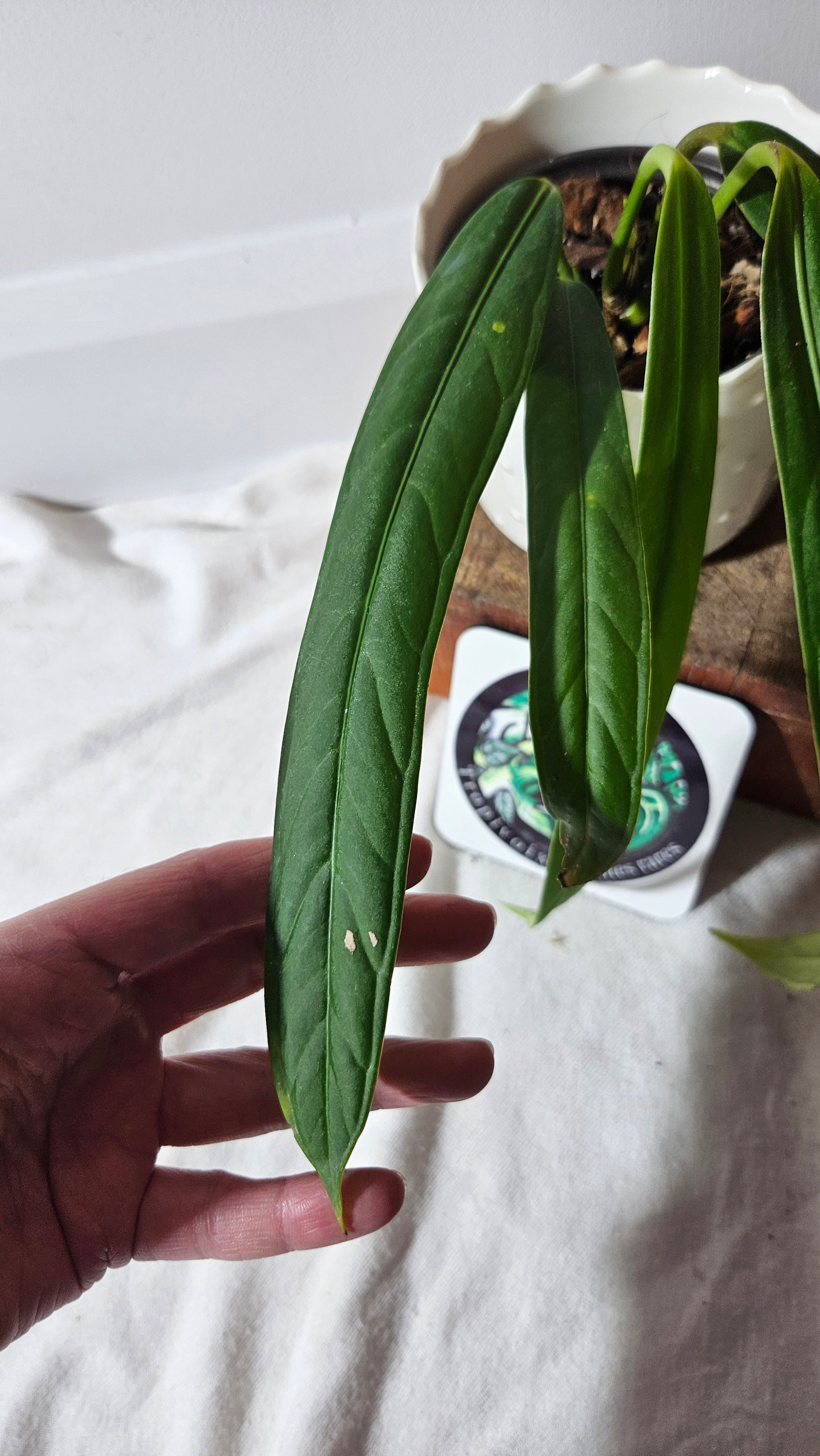 anthurium ceronii Anthurium Ceronii Aff "format MOYEN"(ANT-390) – Tropivoix