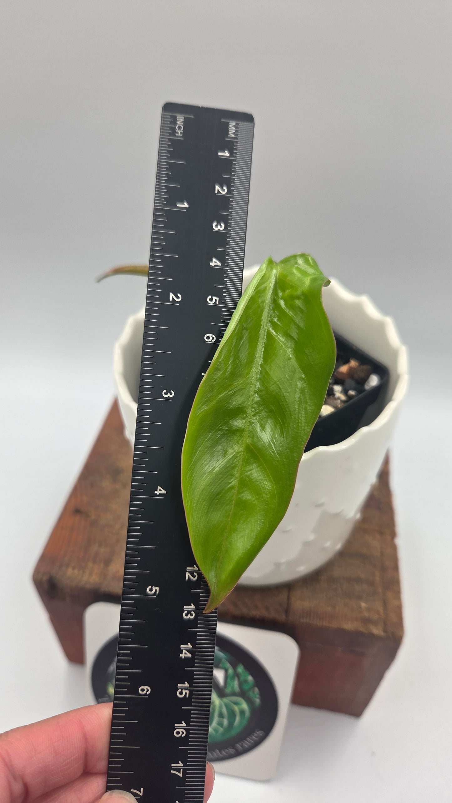 Philodendron Billietiae Aff (PHI-1081)