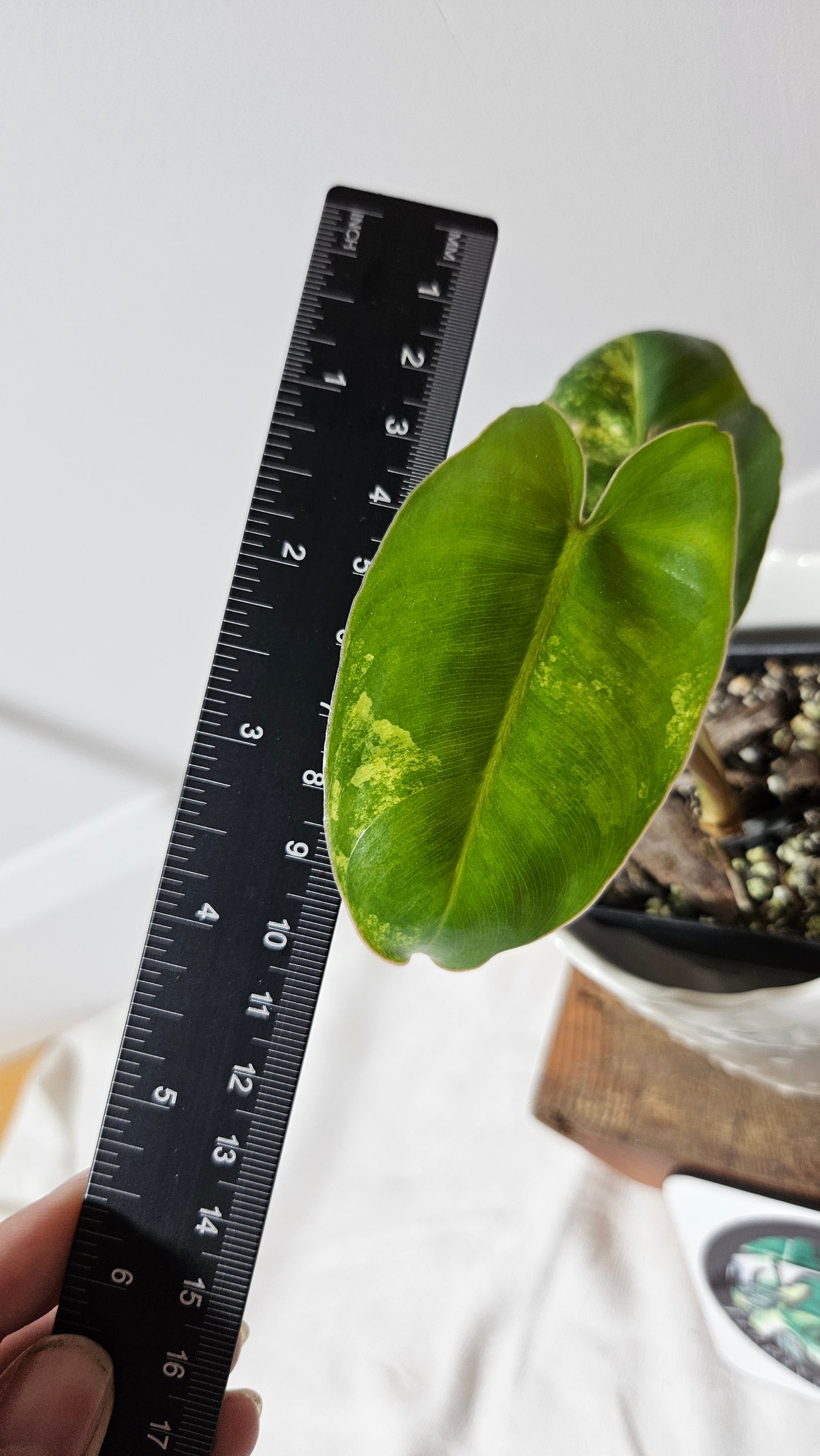 Philodendron Burlemarx Variegata (PHI-571)