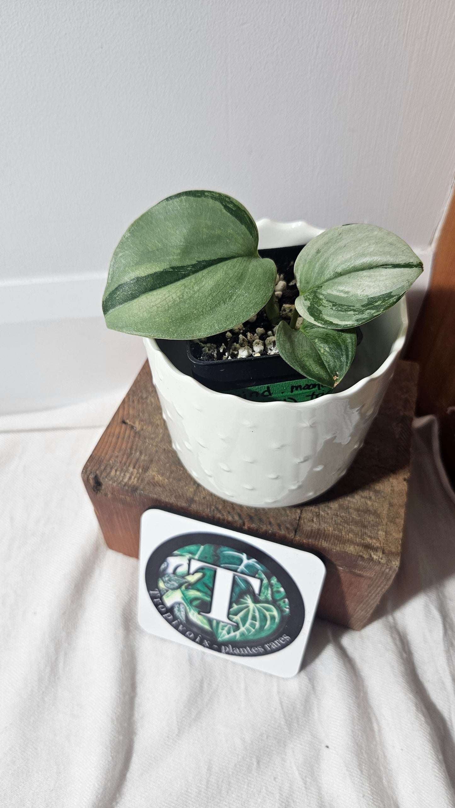 Scindapsus Treubii Moonlight Tricolore (SCI-962)