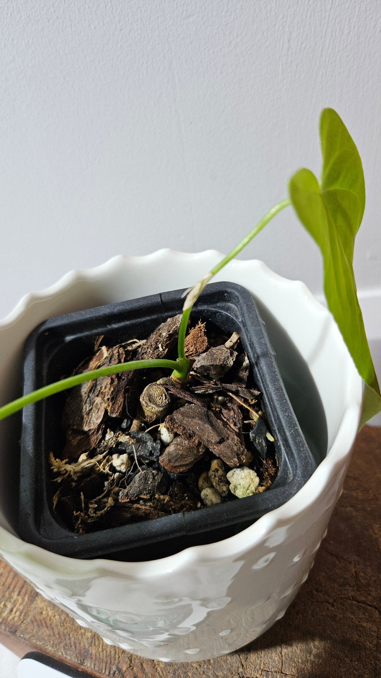 Anthurium Balaoanum "format PETIT" (ANT-555)