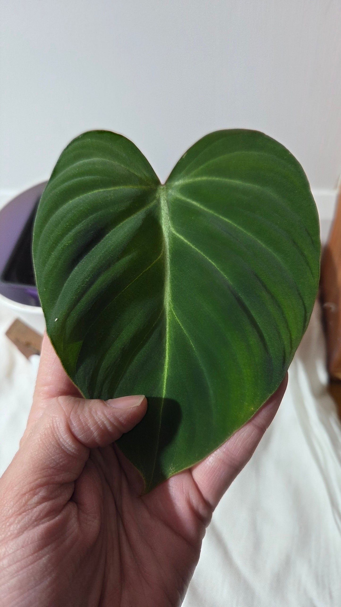 Philodendron Gloriosum (PHI-1012)