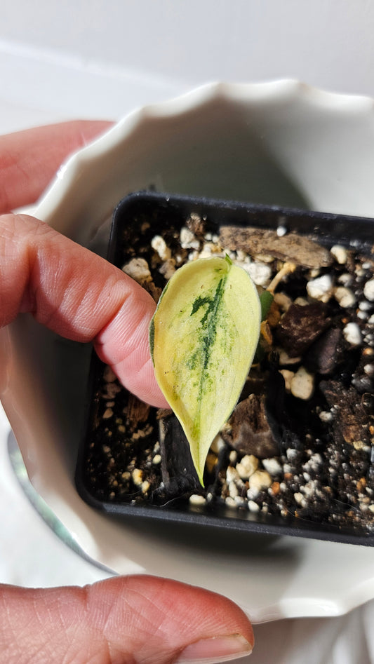 Scindapsus Mayari (SCI-598)