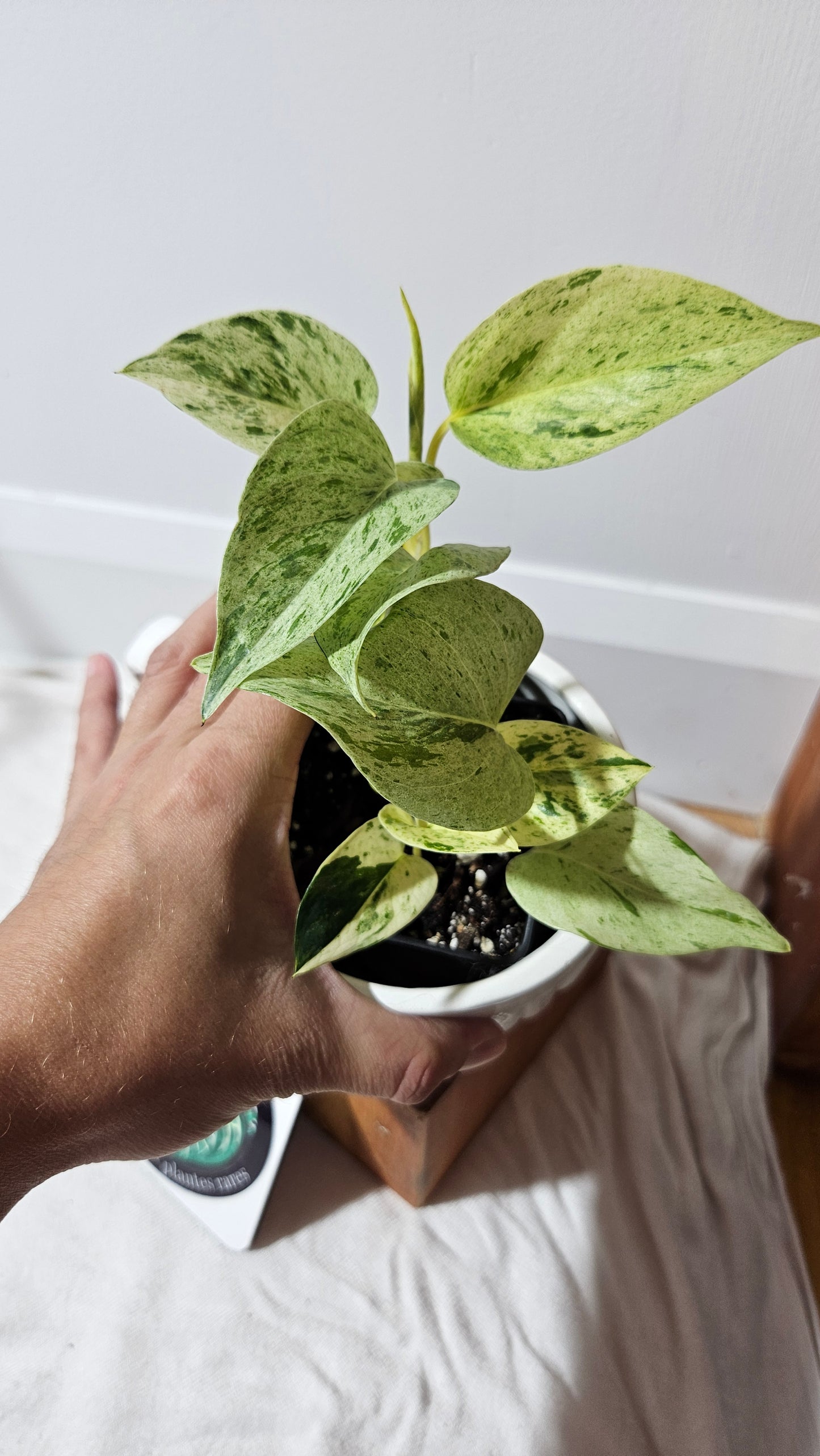 Epipremnum Aureum Marble Queen "version Snow Queen" (EPI-178)