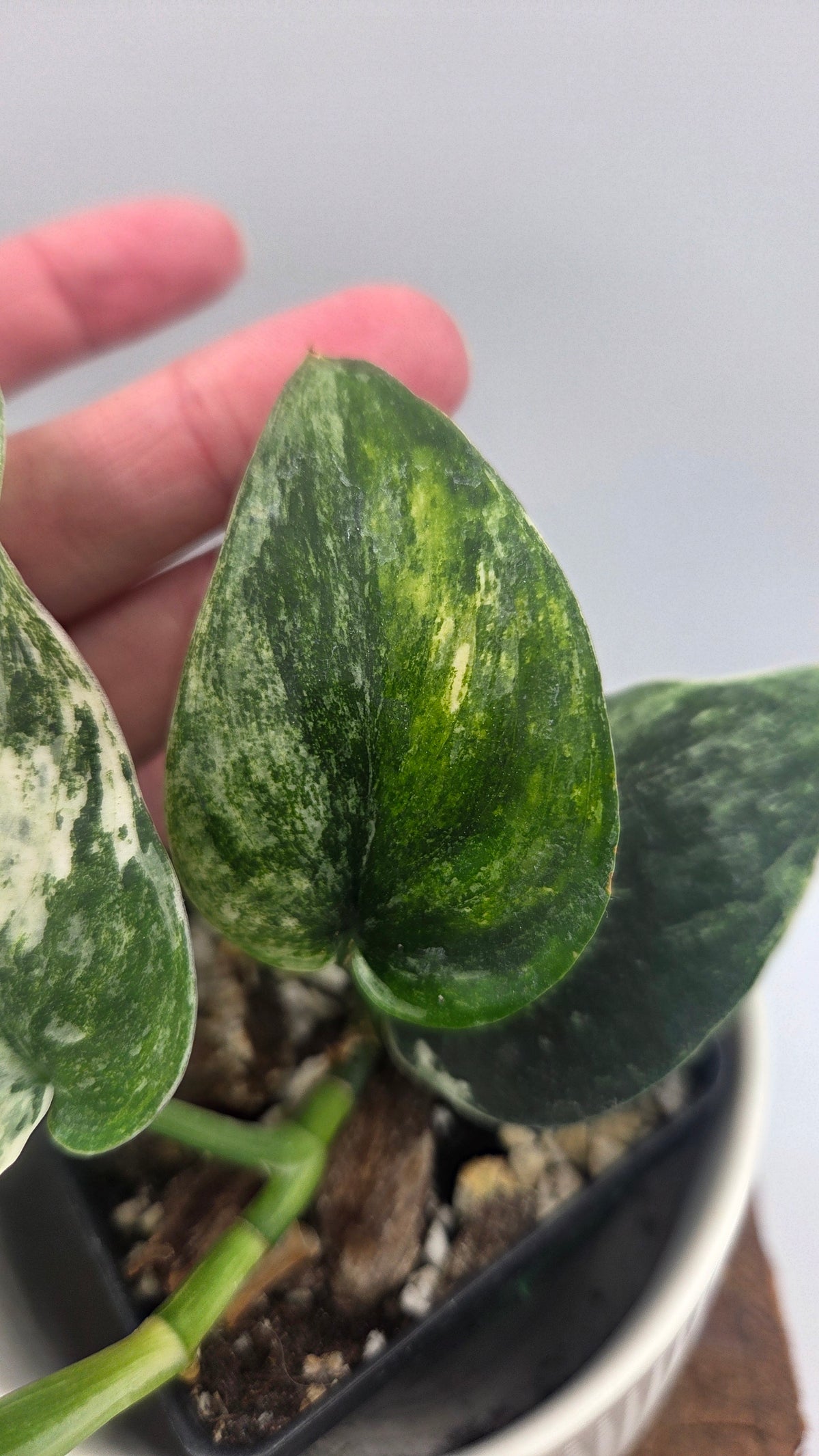 Scindapsus Dark satin Tricolore (SCI-1519)