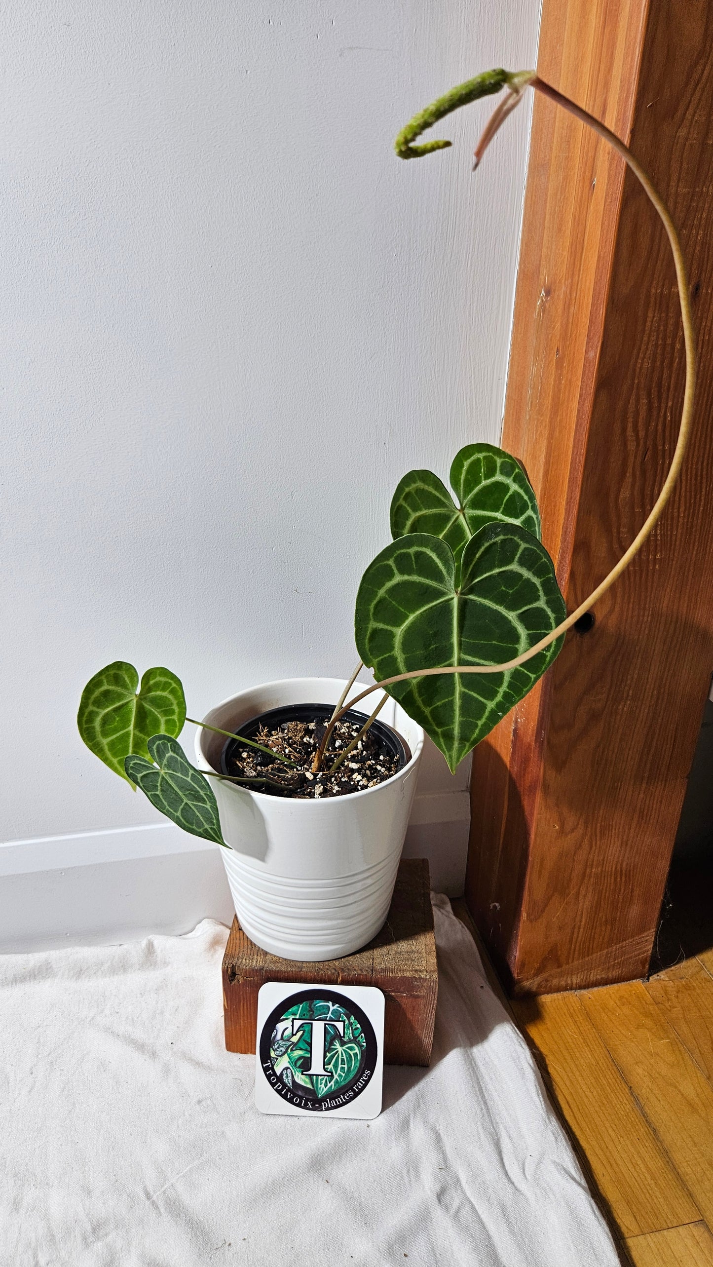 Anthurium  Clarinervium Tarentula "format LARGE" (ANT-567)