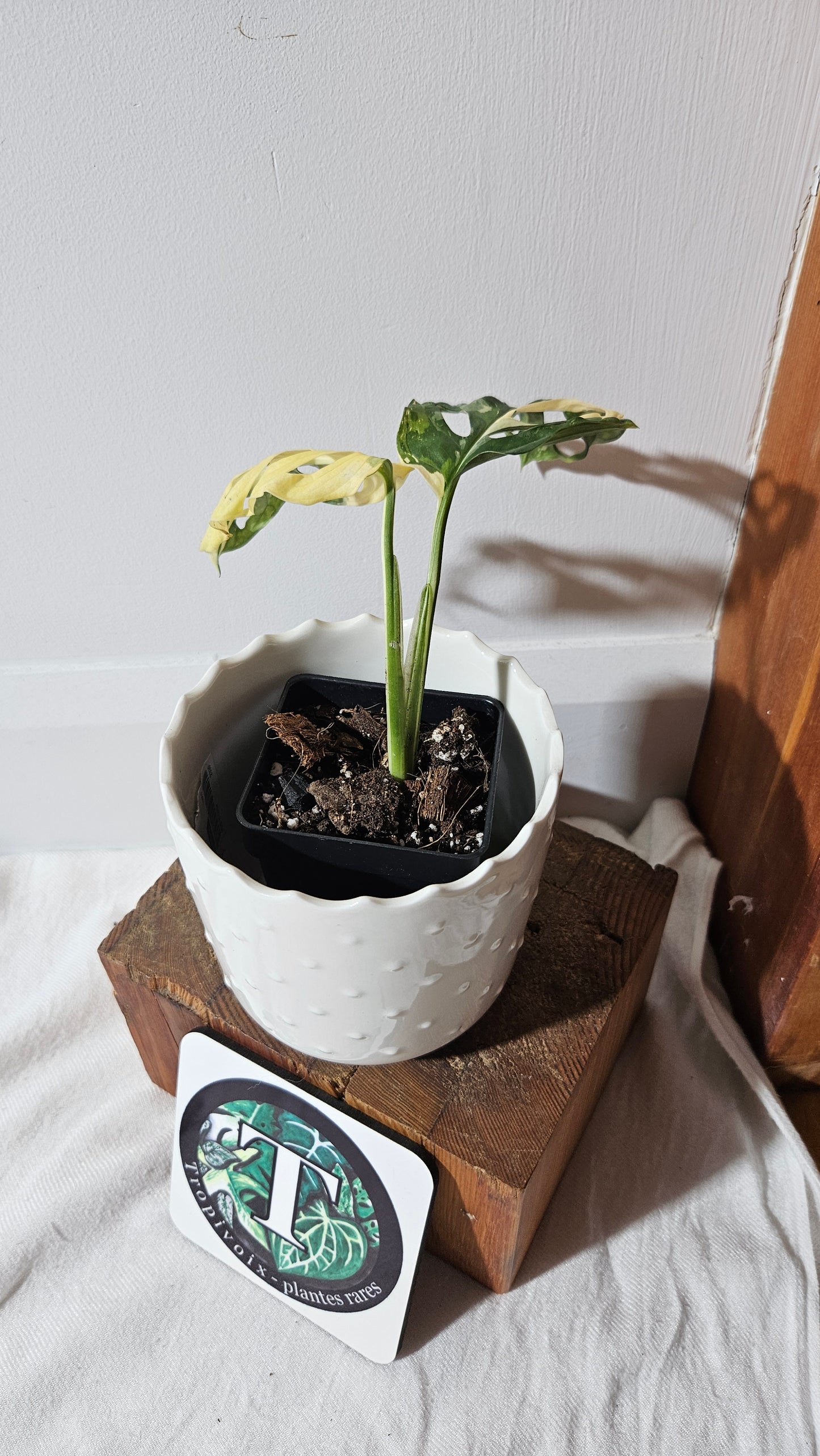 Monstera Andasonii Tricolore (MON-414)