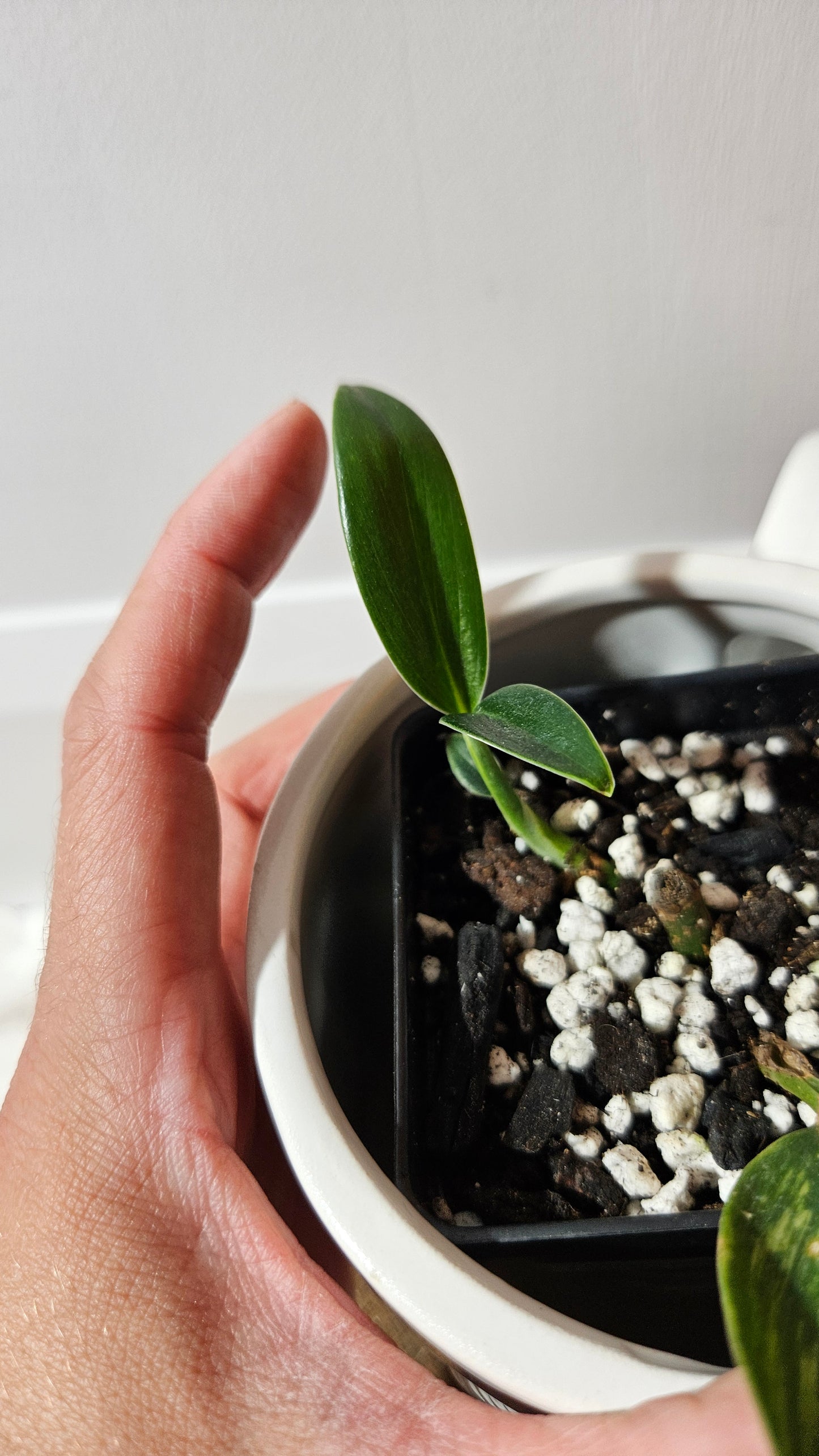 Scindapsus Rupestris Aurea REVERT (SCI-1308)