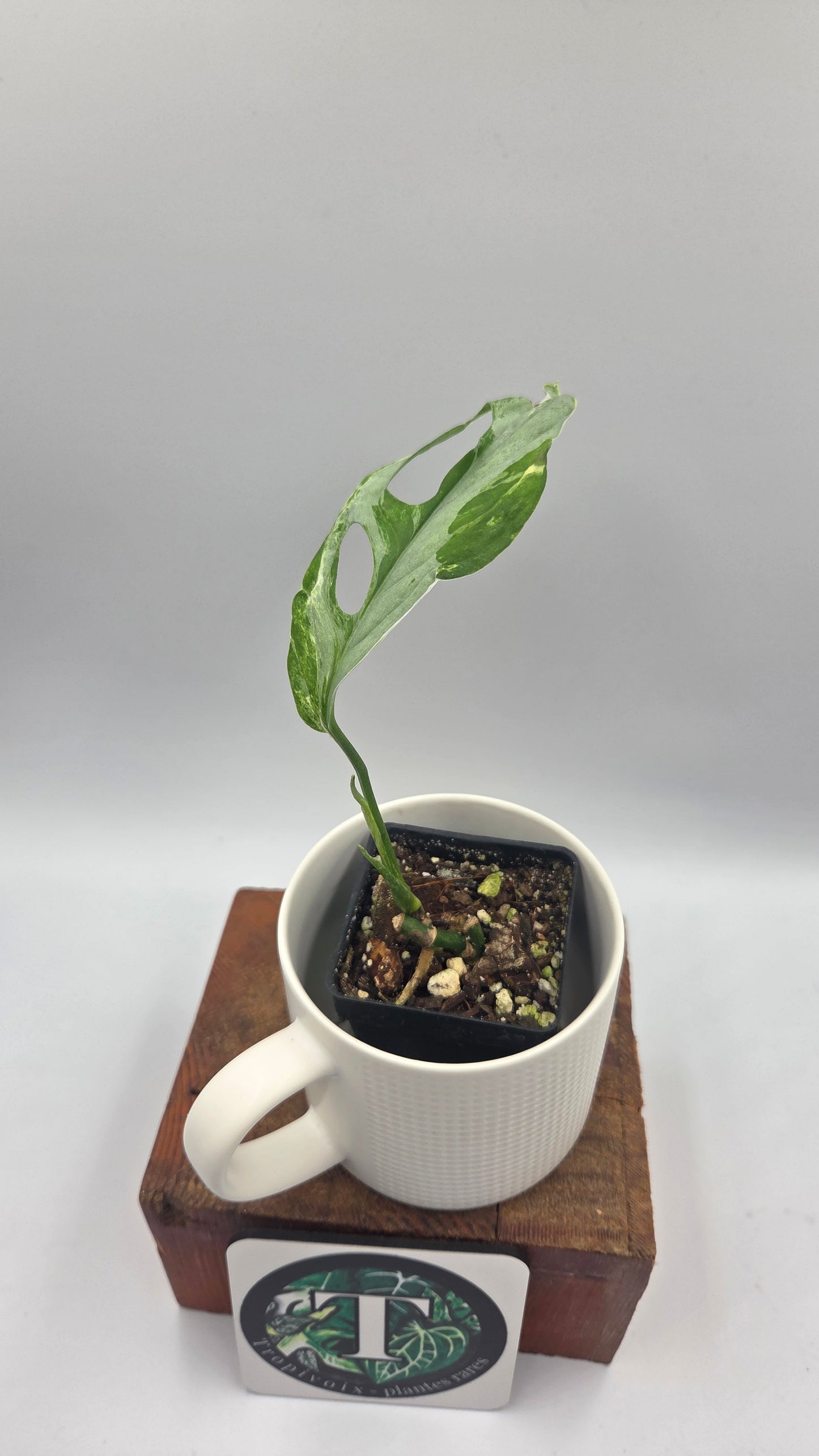 Monstera Andasonii Mint/Indo (MON-570)