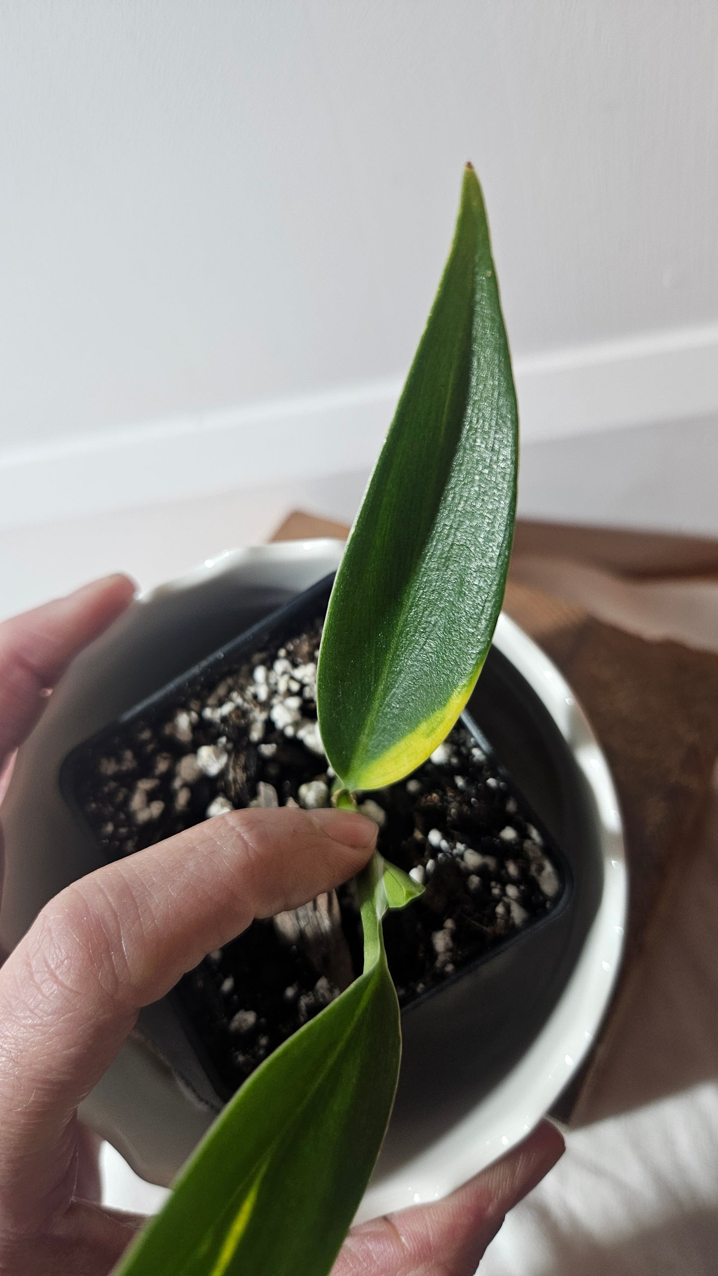 Scindapsus Coriaceus Aurea(SCI-938)