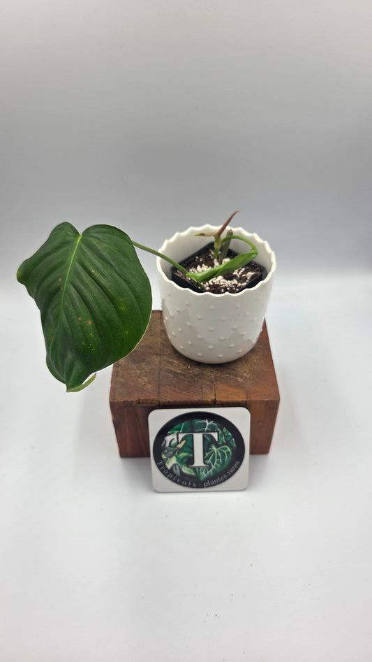 Philodendron Quelatii Round (PHI-1043)
