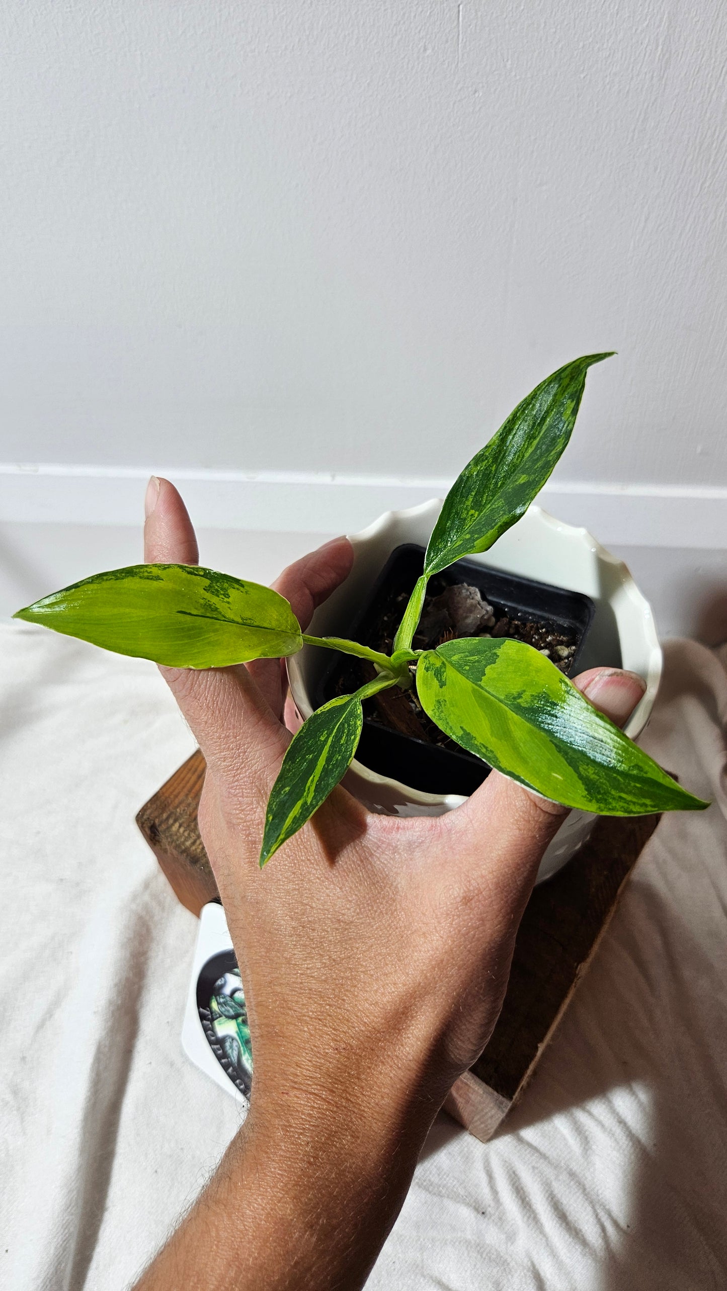 Philodendron Domesticum Variegata (PHI-565)