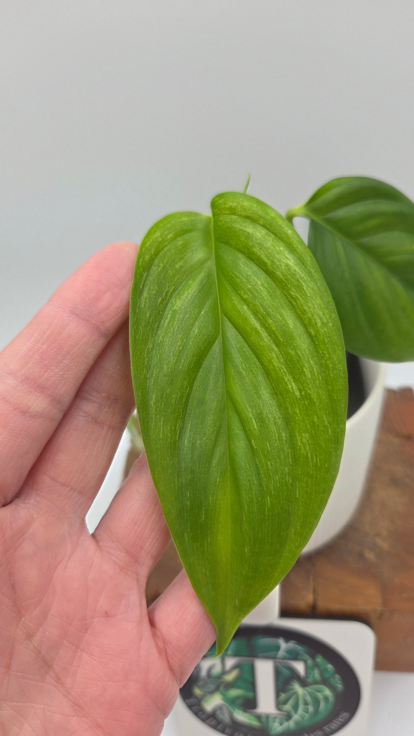 Scindapsus Longistipitatum Mint (SCI-1316)