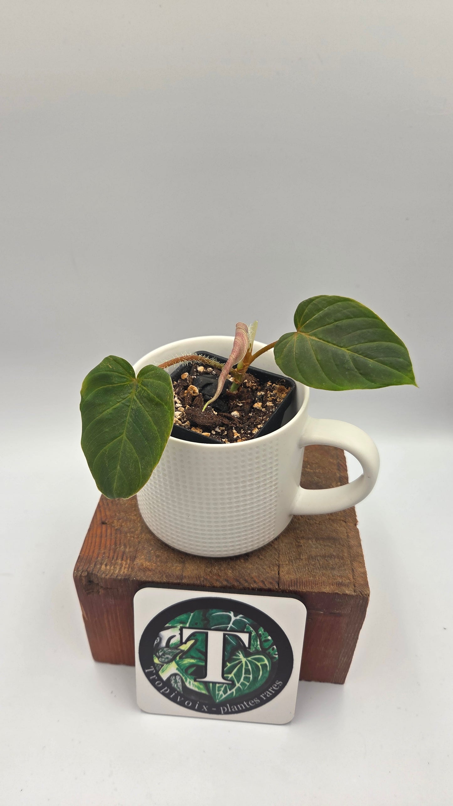 Philodendron Verrucosum Titanium (PHI-807)