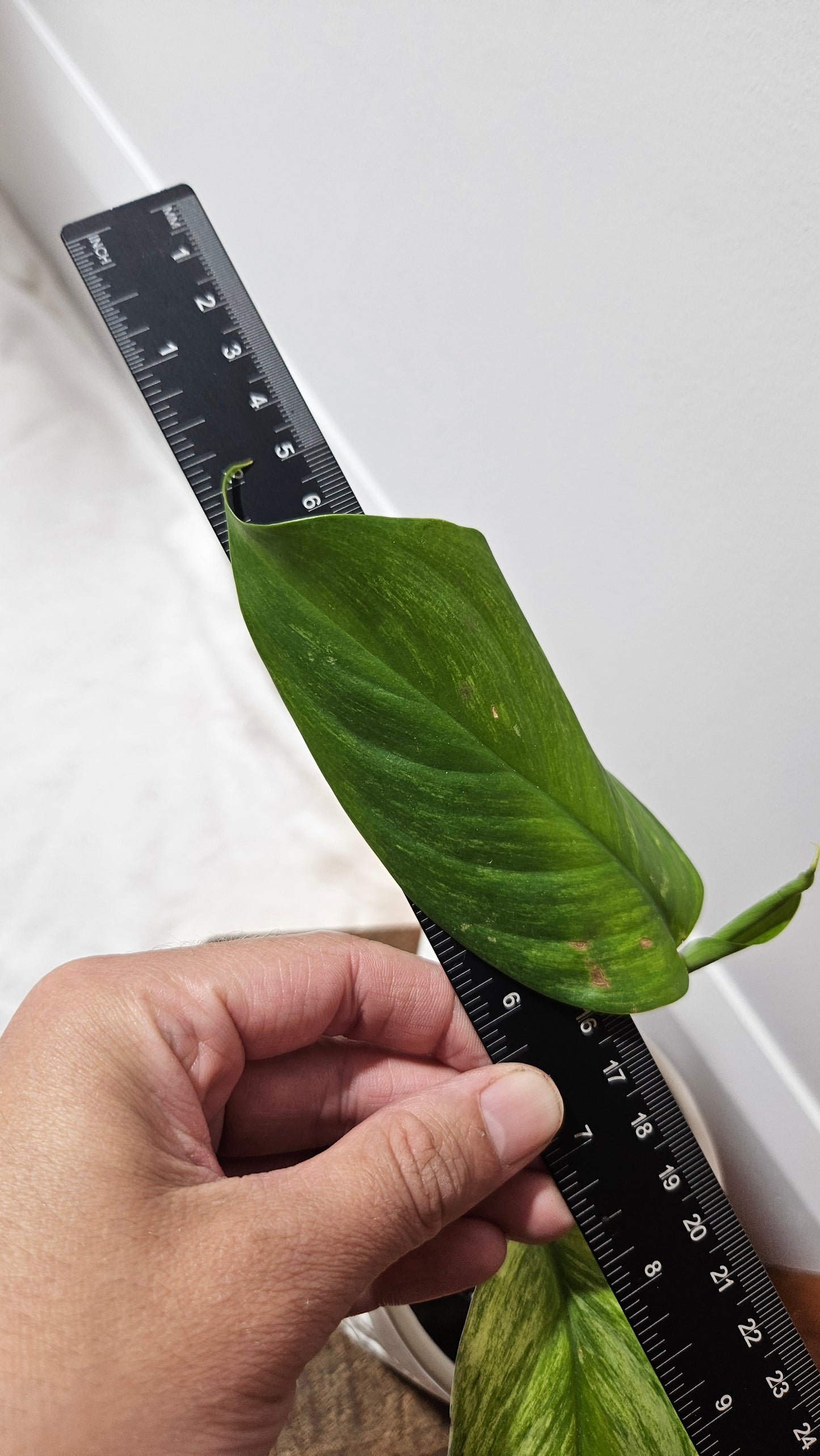 Scindapsus Longistipitatum Mint (SCI-1316)