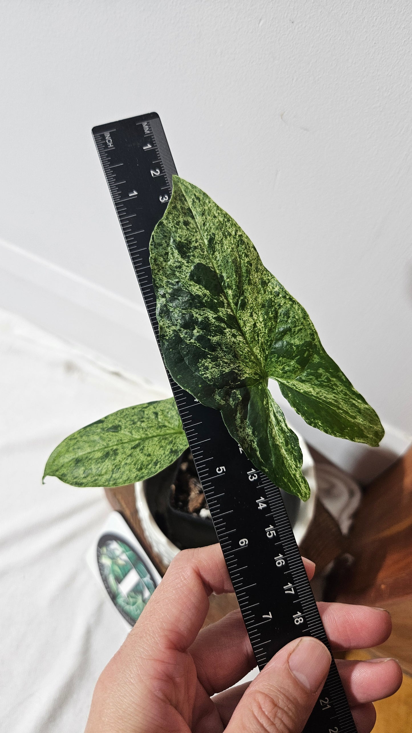 Syngonium Mojito (SYN-259)