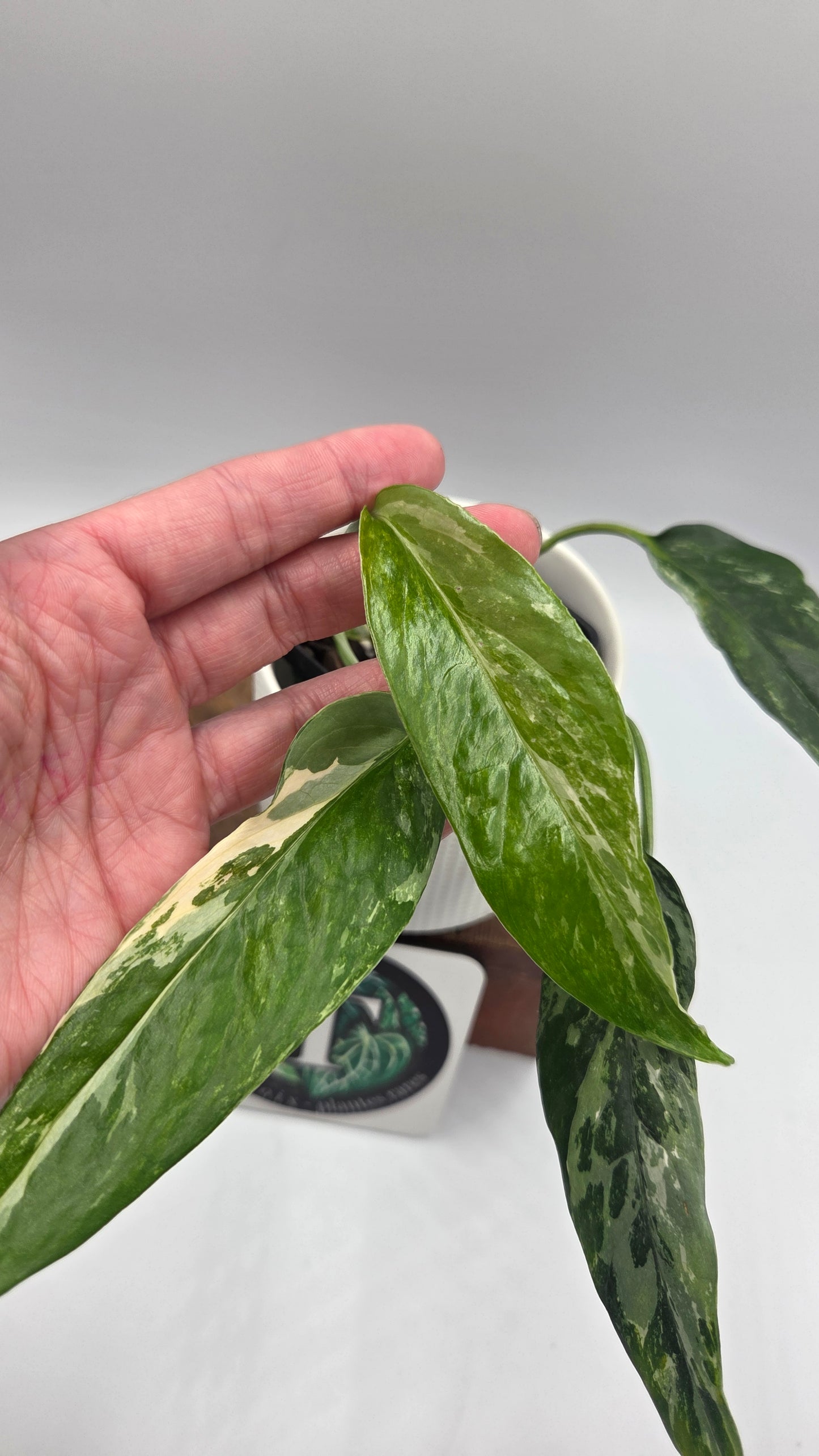 Epipremnum pinnatum Albo (EPI-249)