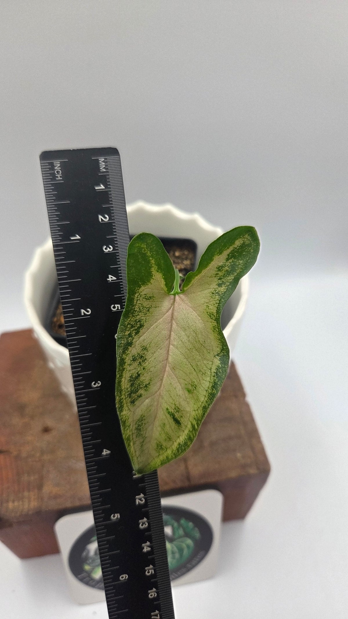 Syngonium Black Pink (SYN-530)