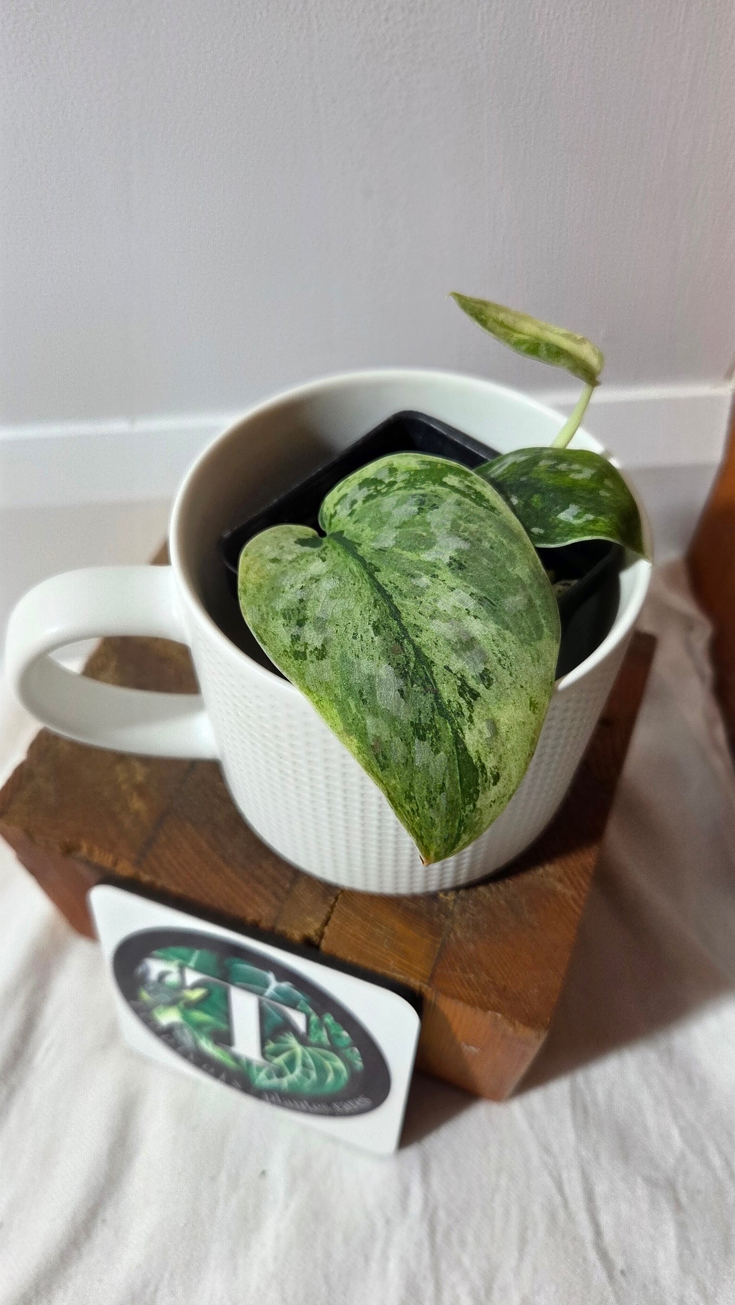 Scindapsus Peasun (SCI-1412)