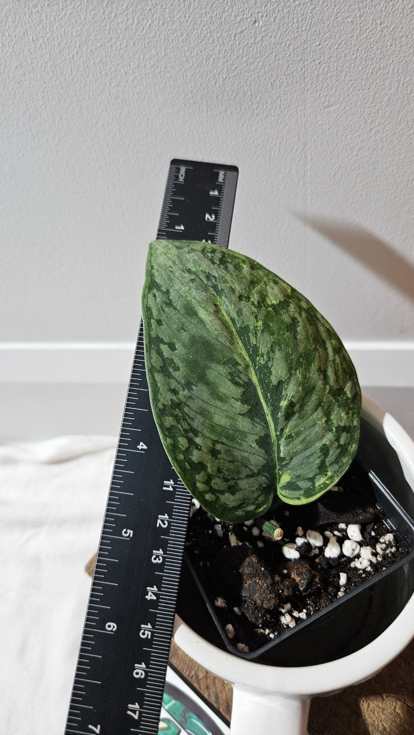 Scindapsus Medusa (SCI-1170)