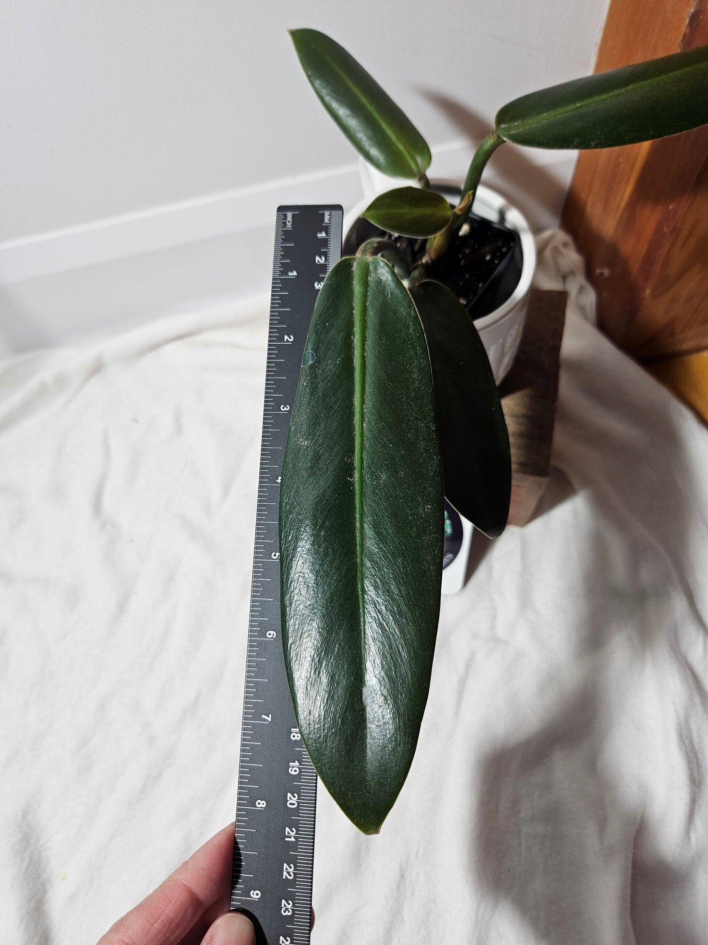 Philodendron Ruizii (PHI-437)