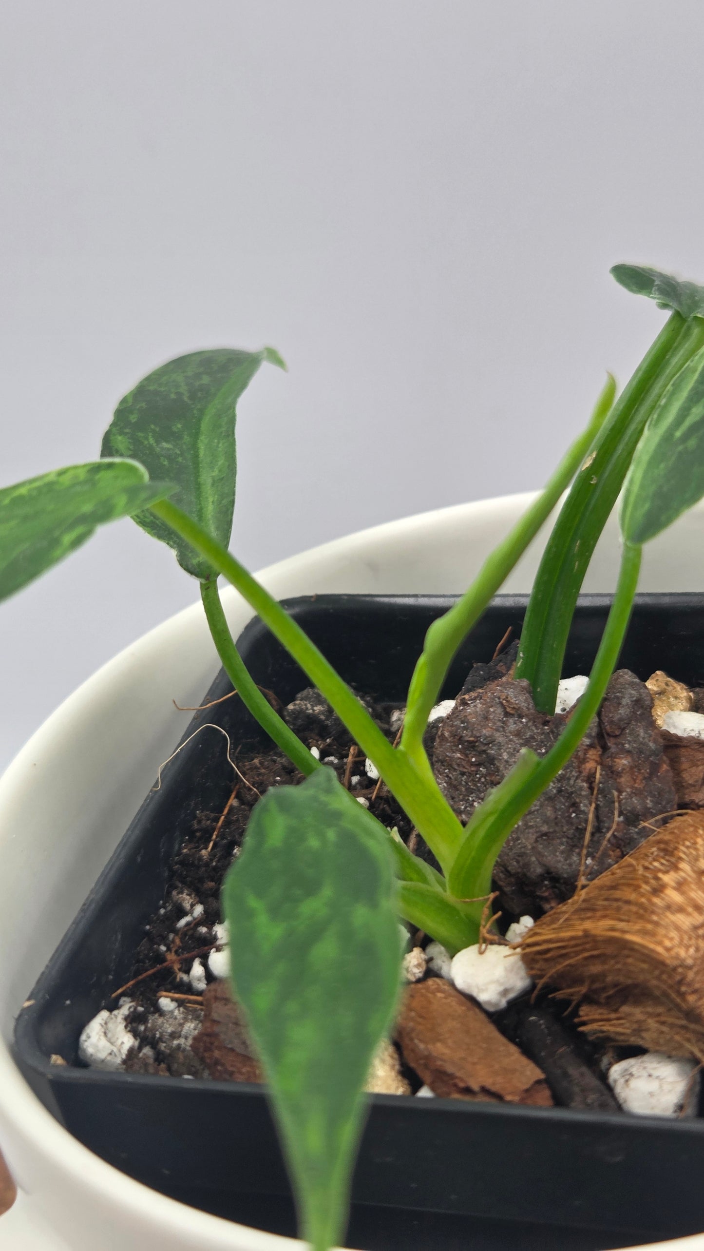 Philodendron Lime fiddle/ Minarum (PHI-1066)