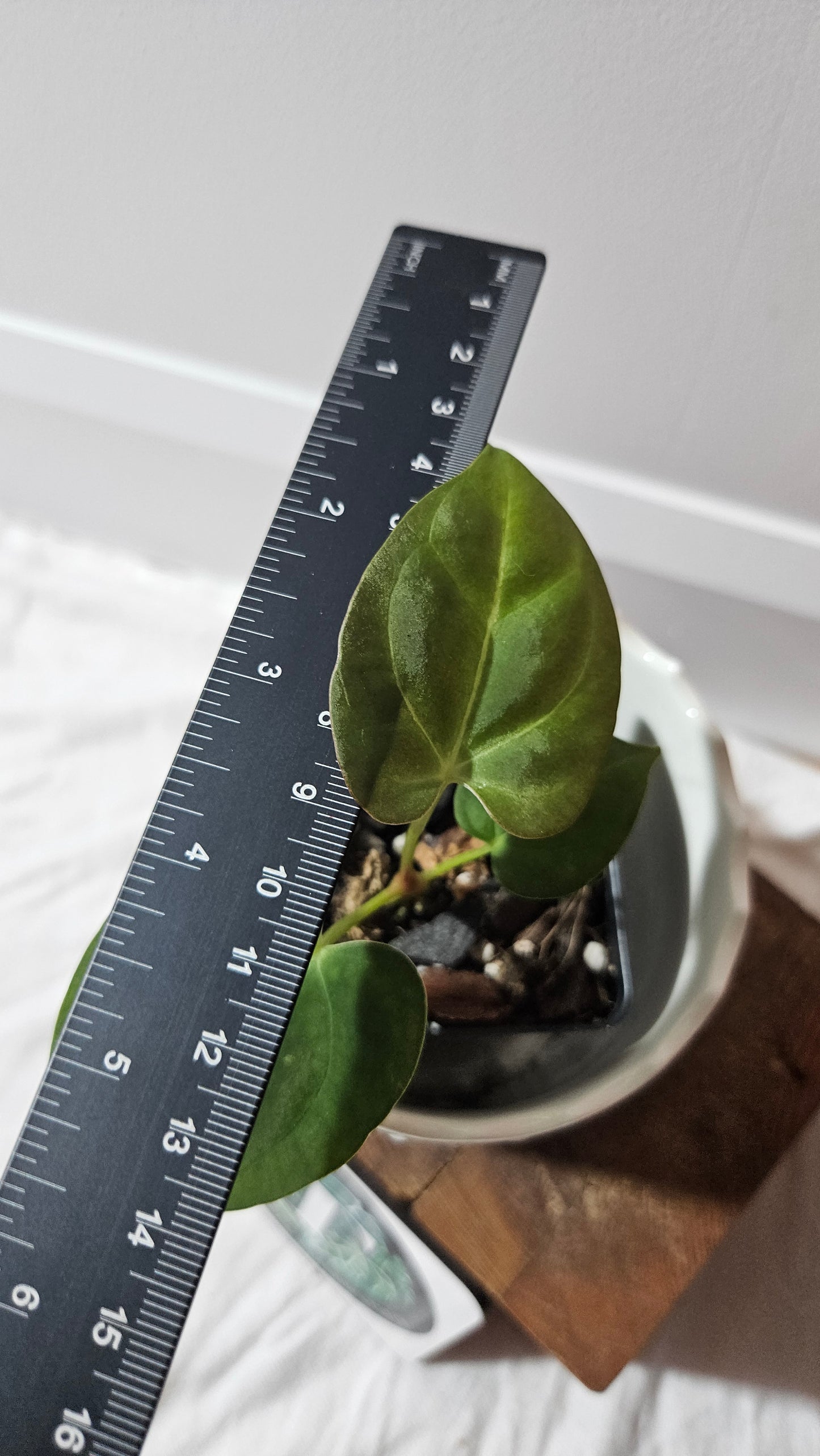 Anthurium Dressleri "format PETIT" (ANT-589)