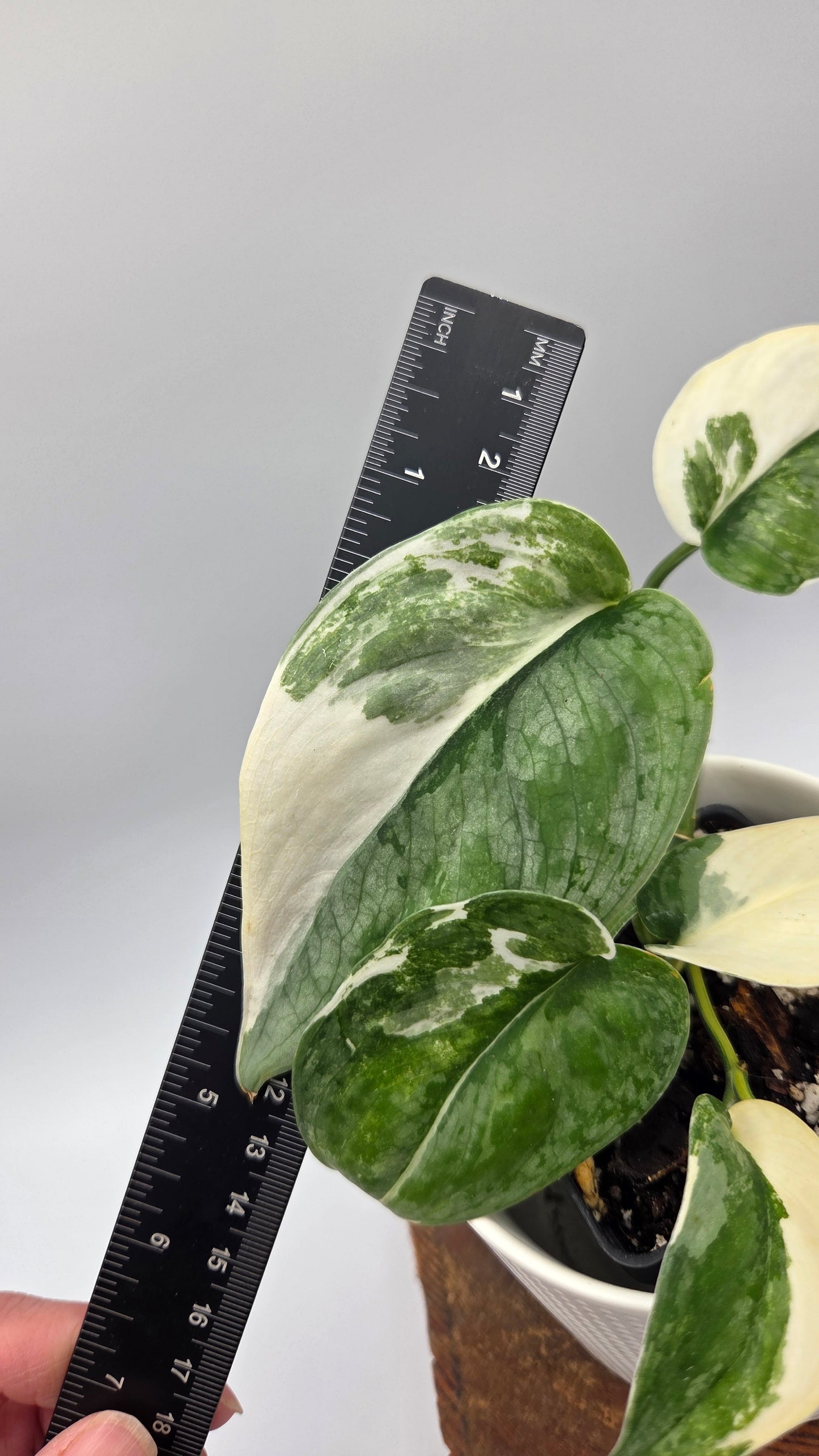 Scindapsus Silver Tattoo Variegata (SCI-698)