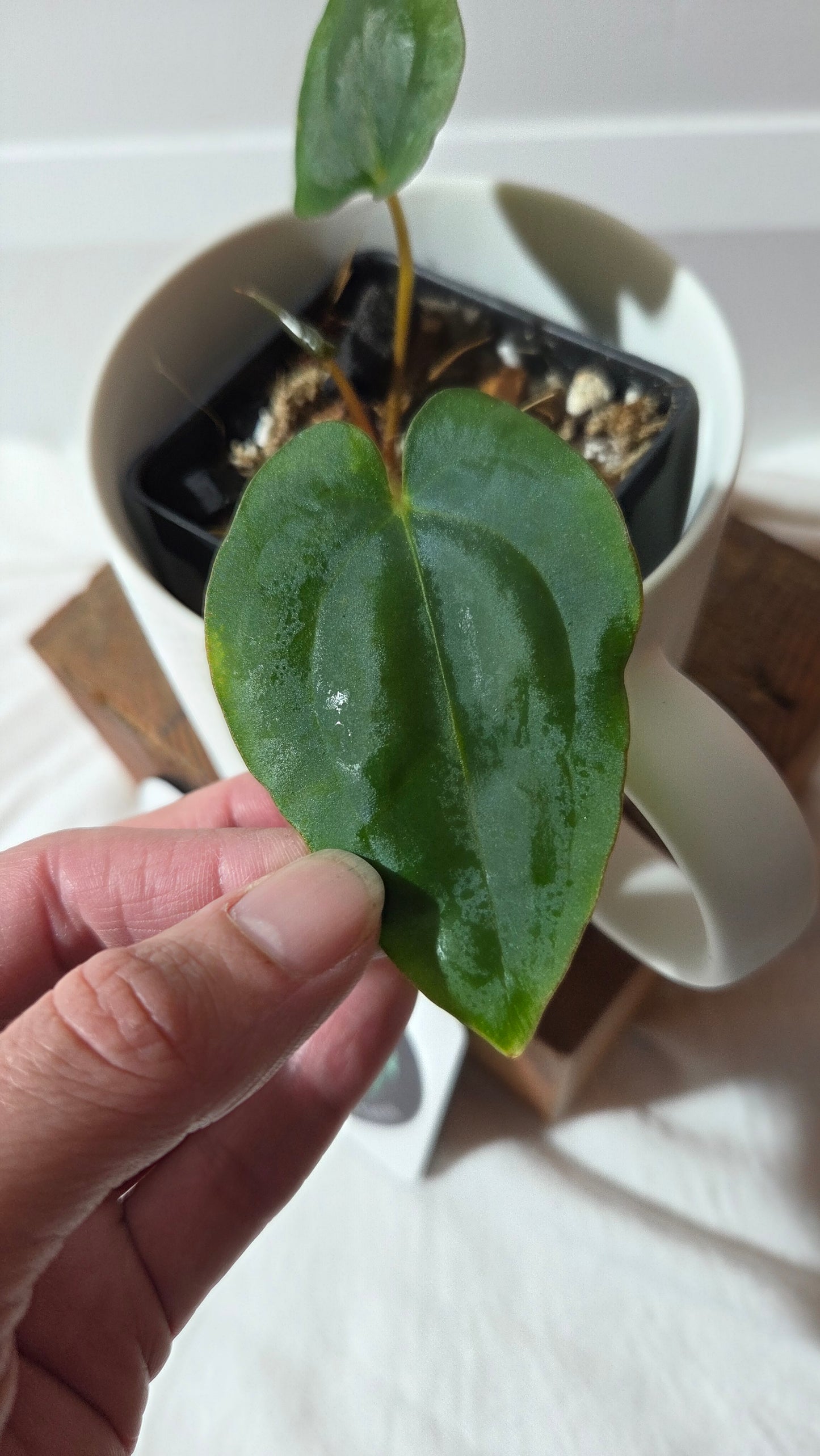 Anthurium Dressleri dark "format PETIT" (ANT-646)