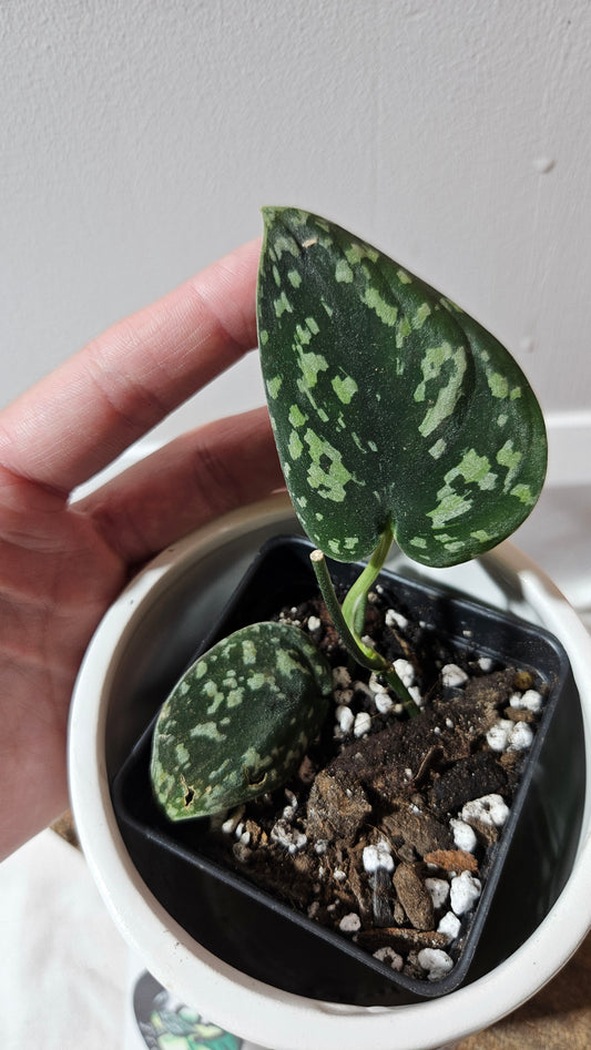 Scindapsus Tricolor Dark Form (SCI-1133)